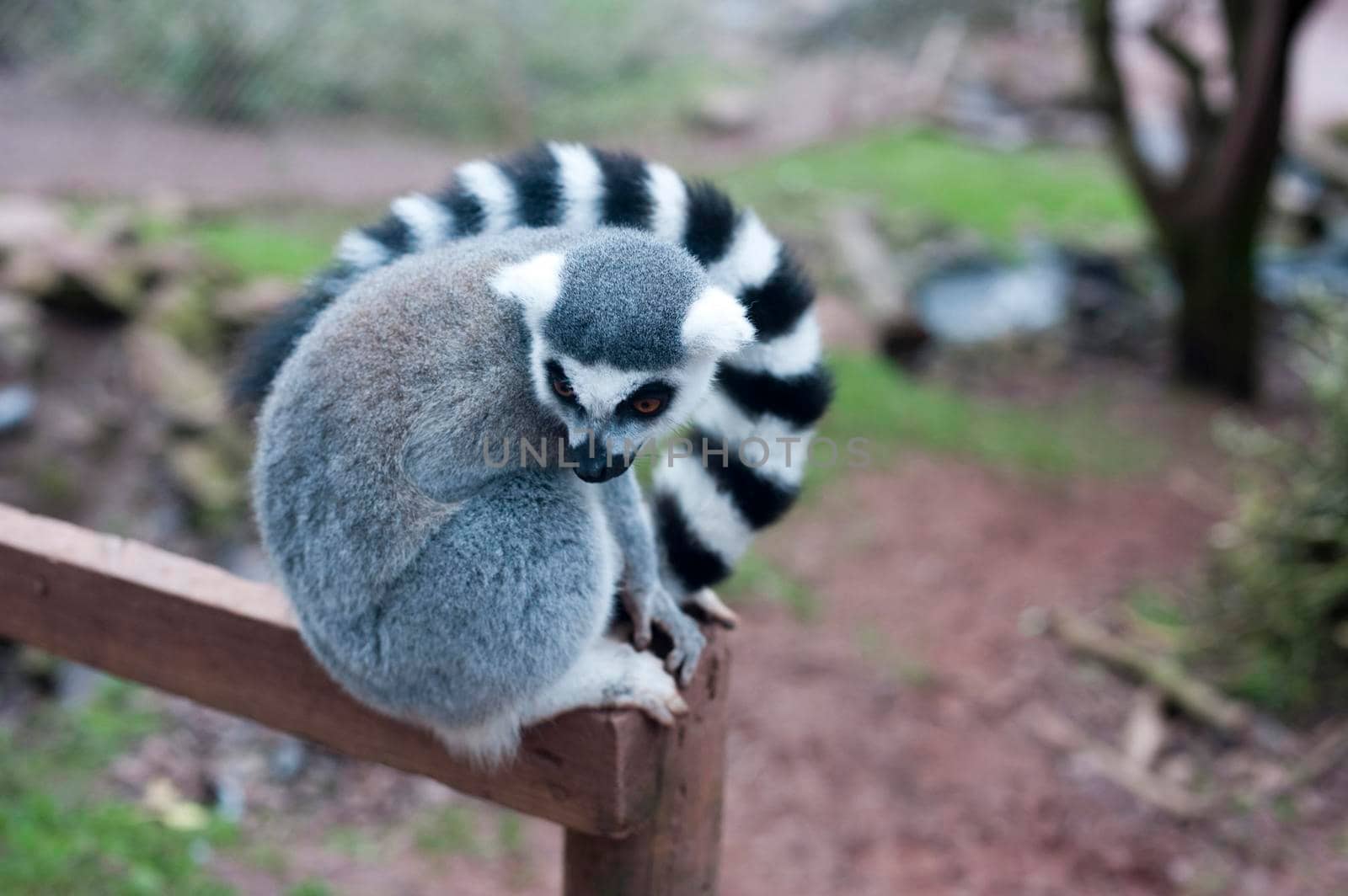 Ring-tailed lemur perched on a fence post with its distinctive barred or striped black and white tail