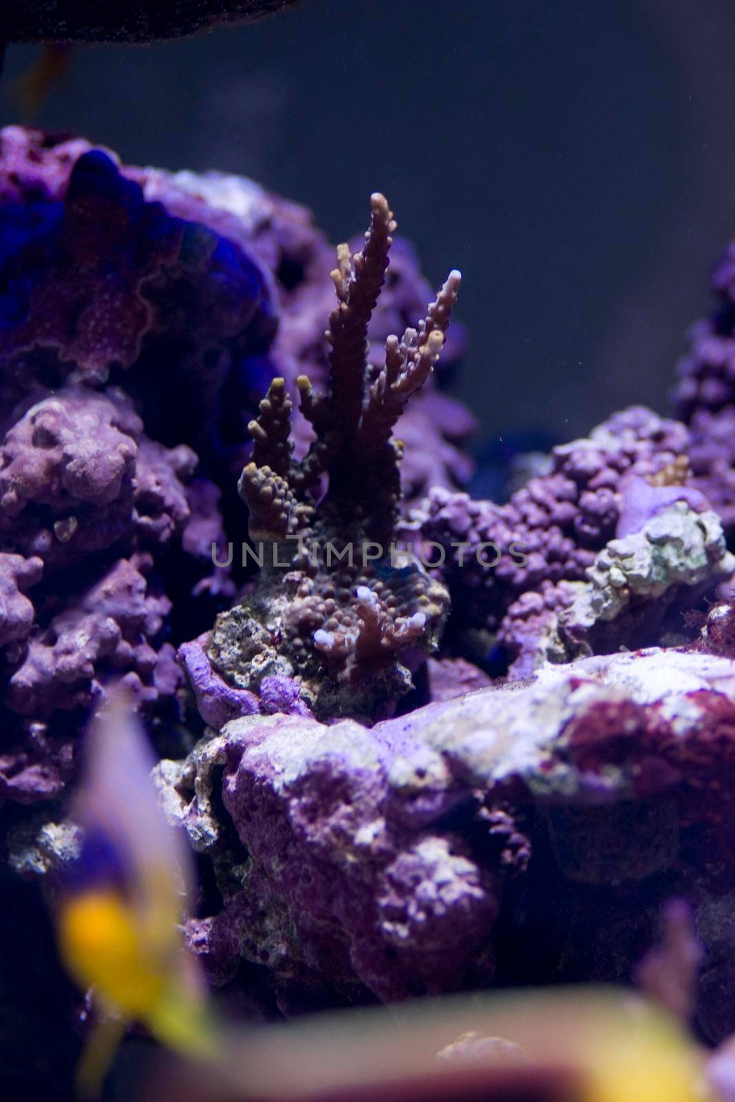 hard corals in a tropical saltwater aquarium
