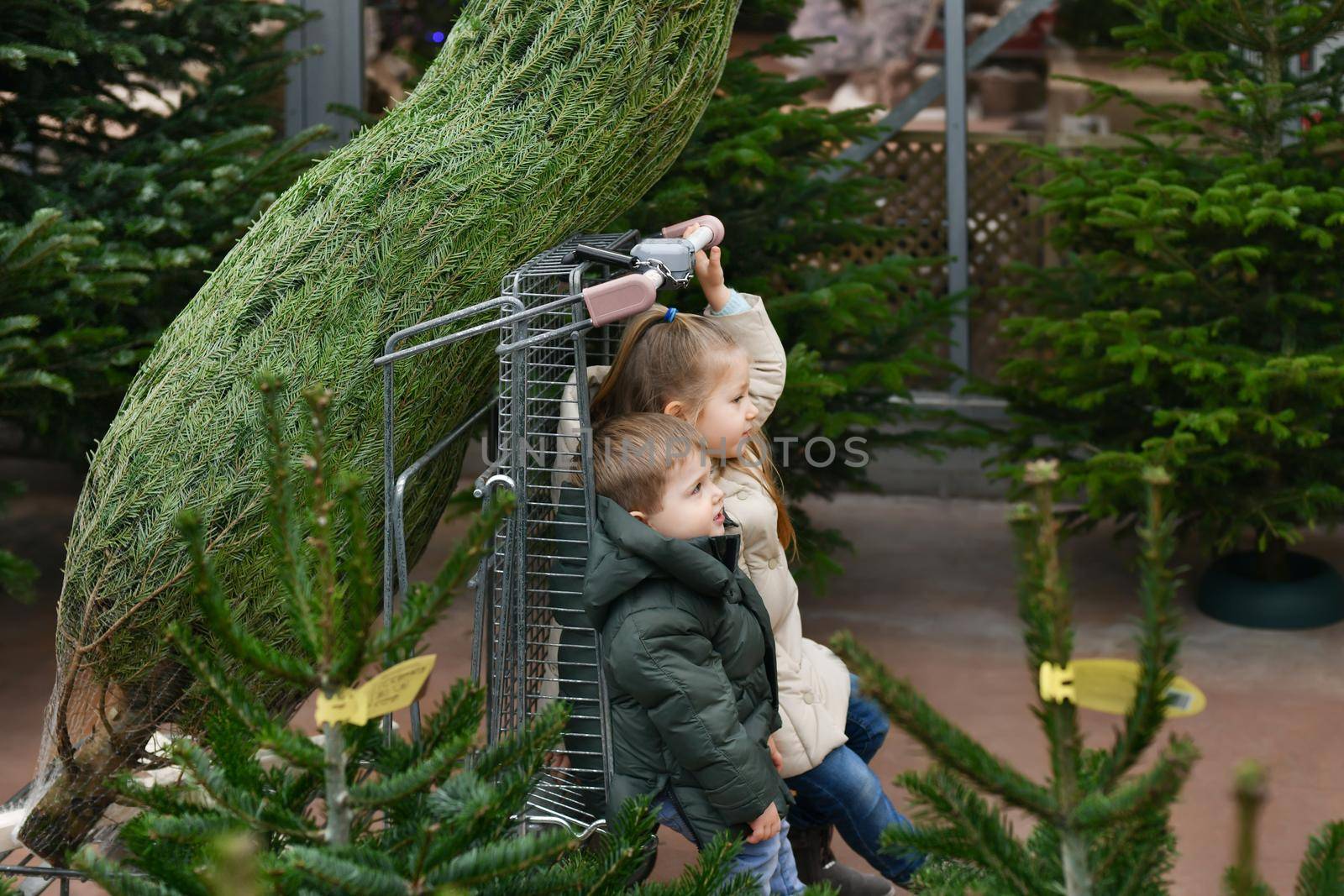 Sister and brother choose a Christmas tree in the market.