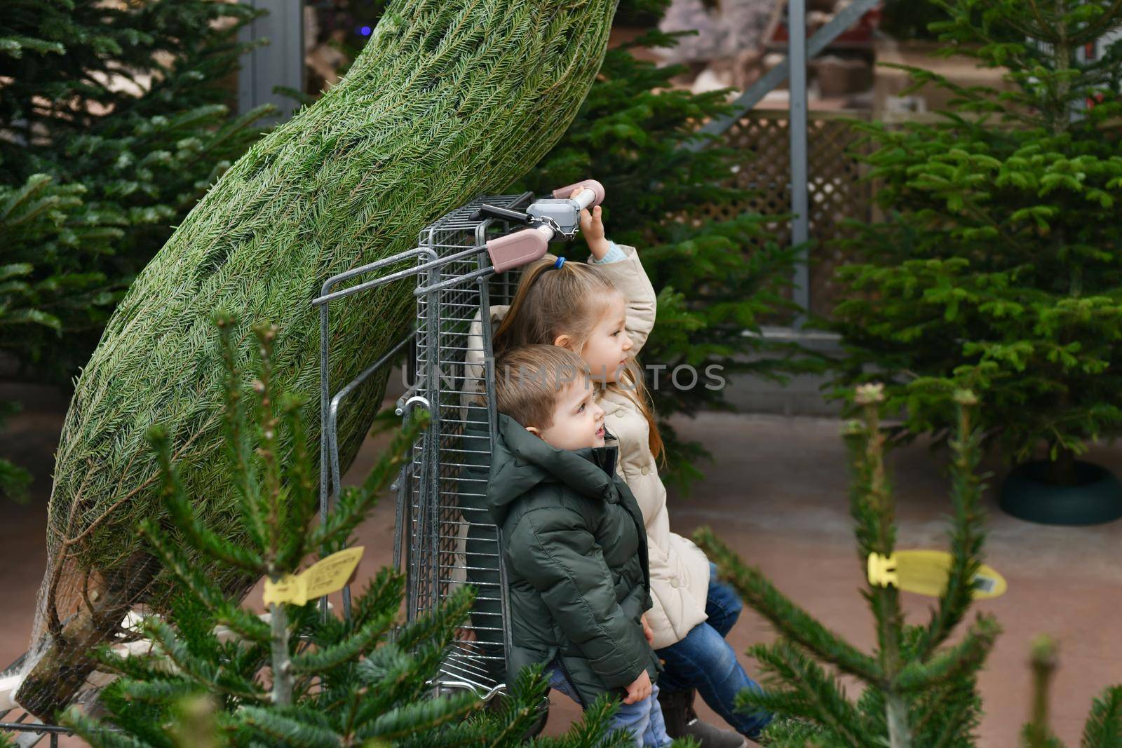 Sister band brother choose a Christmas tree at a market. by Godi