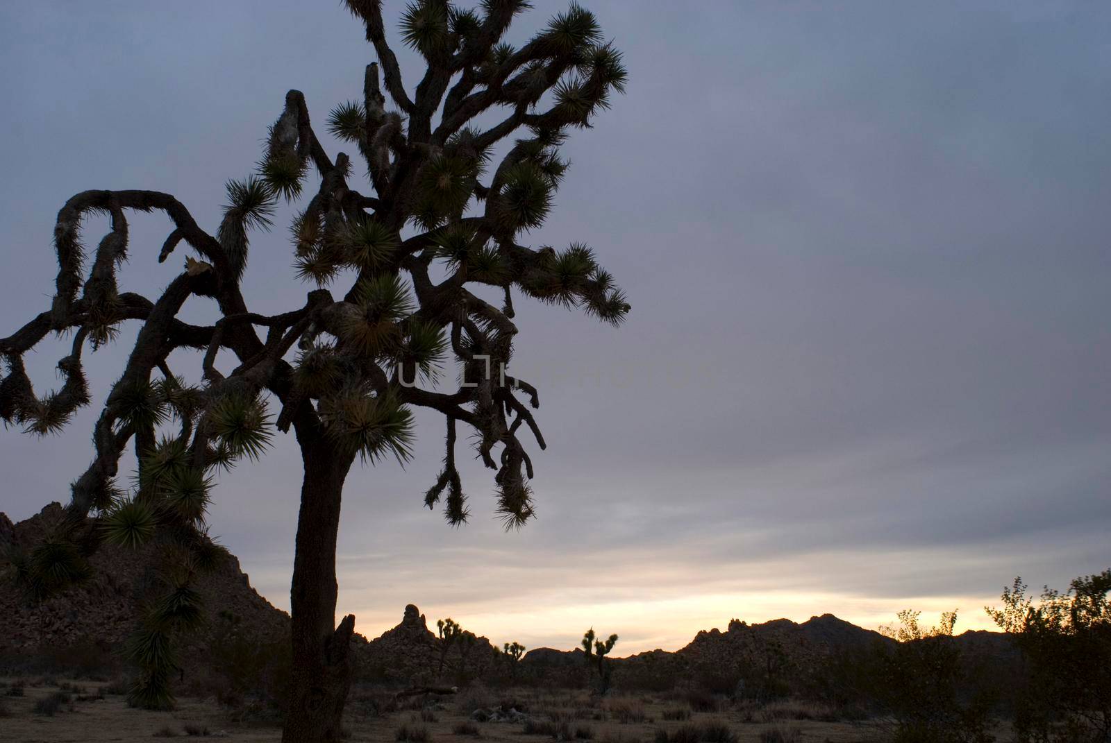 silhouette of joshua trees in california's joshua tree national park around sunset