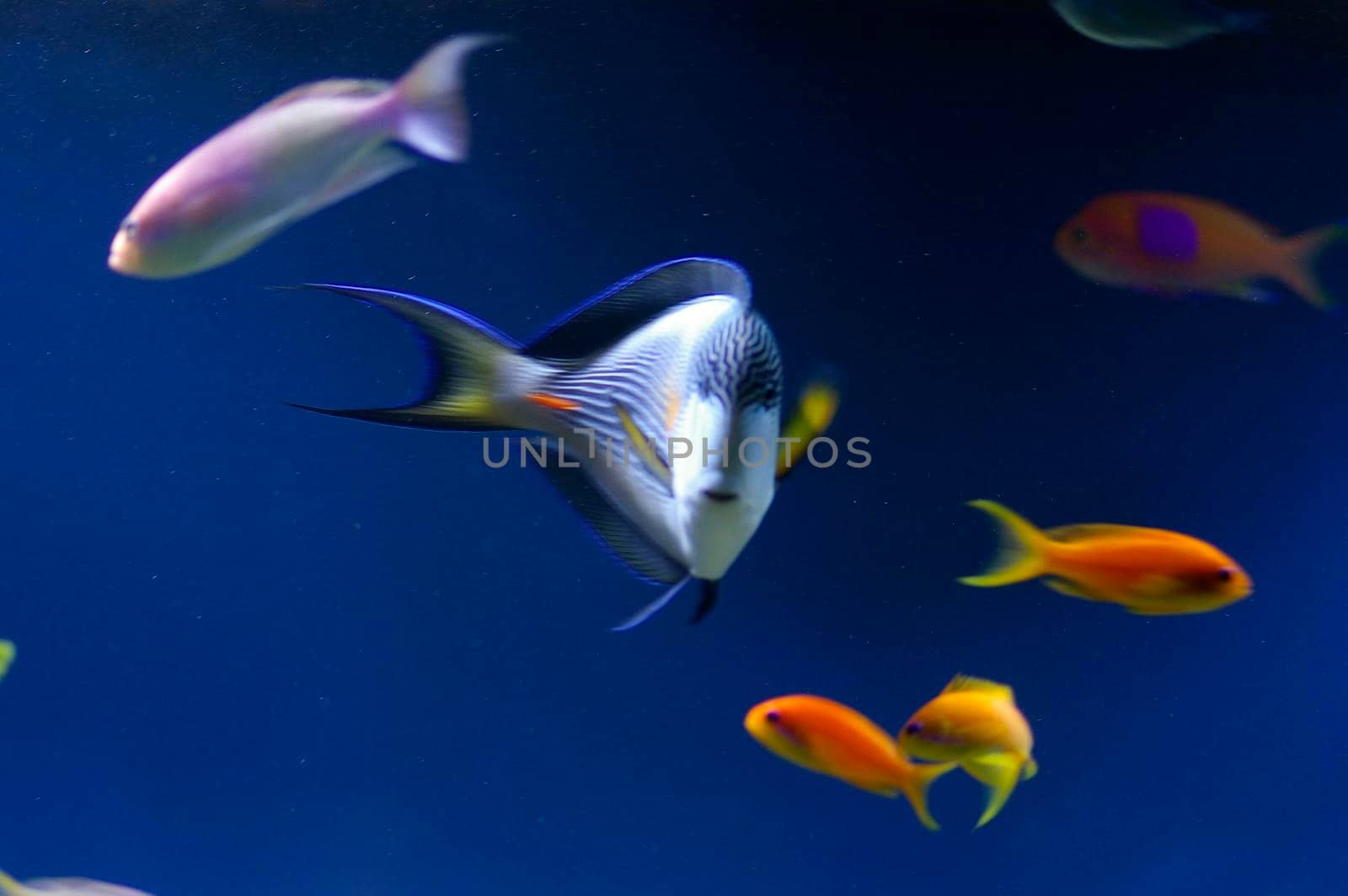 a selection of colourful saltwater tropical fish