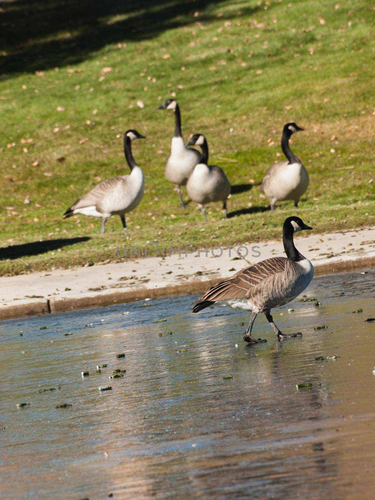 Canadian geese on the frozen lake.