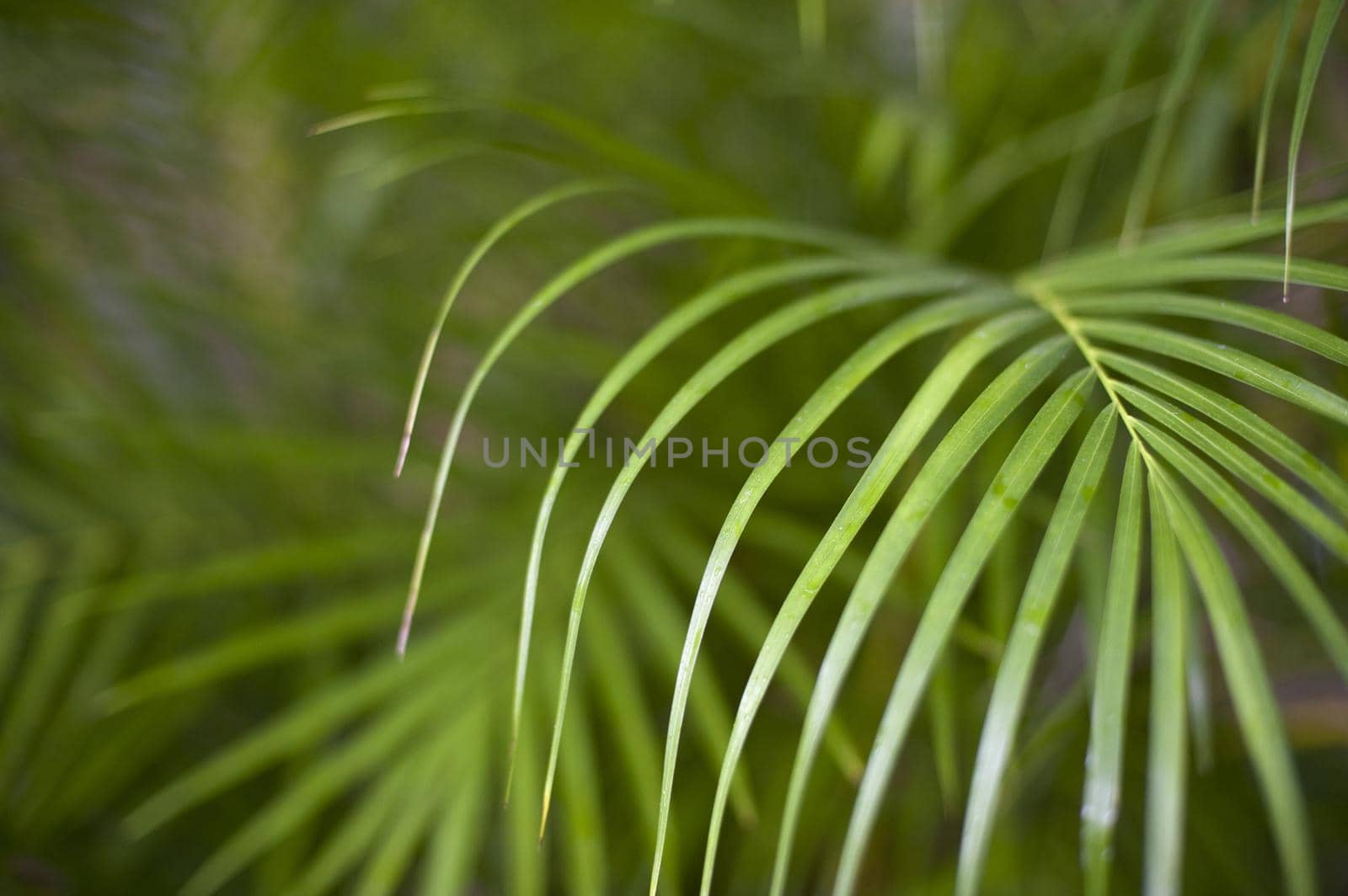 background image with the fronds of a tropical palm plant