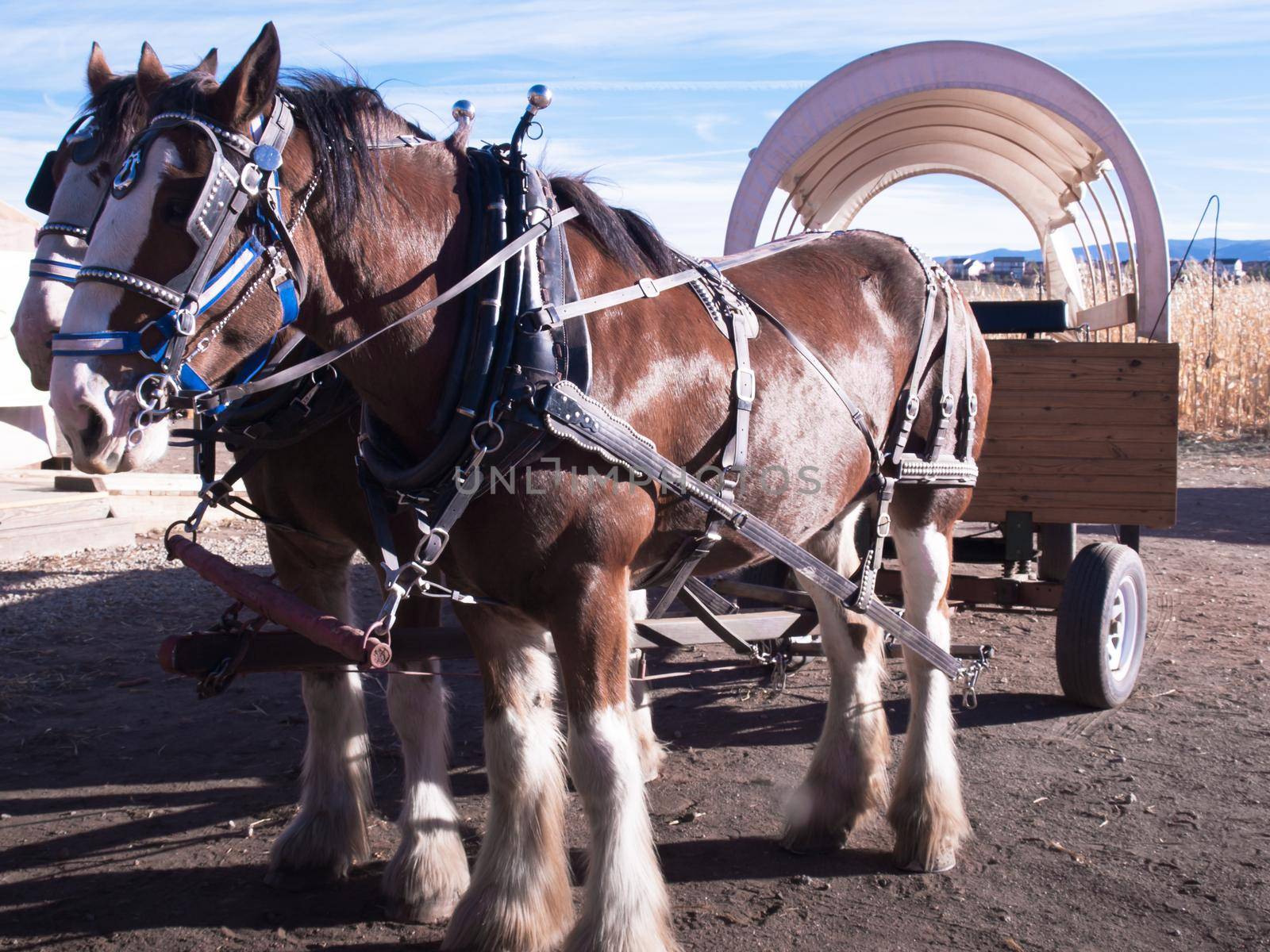 Pair of horses pulling a carriage in autumn.