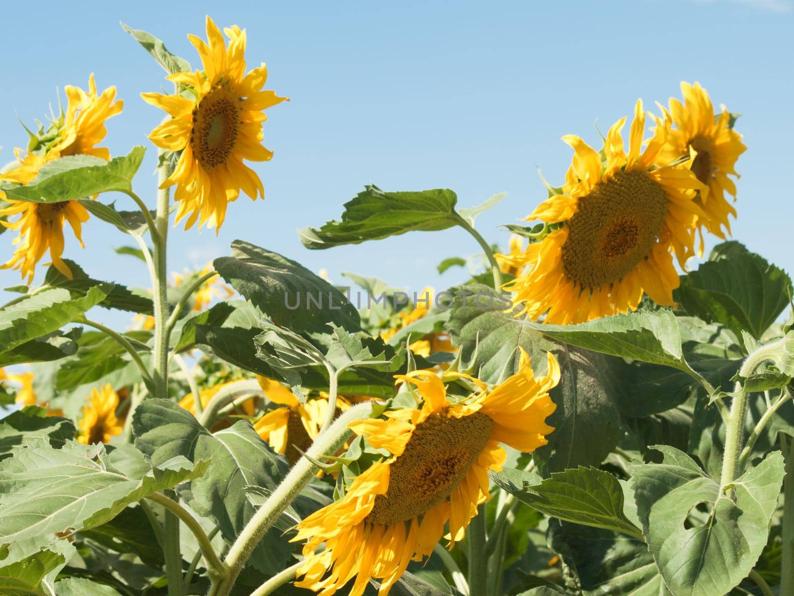 Sunflowers against the blue sky by arinahabich