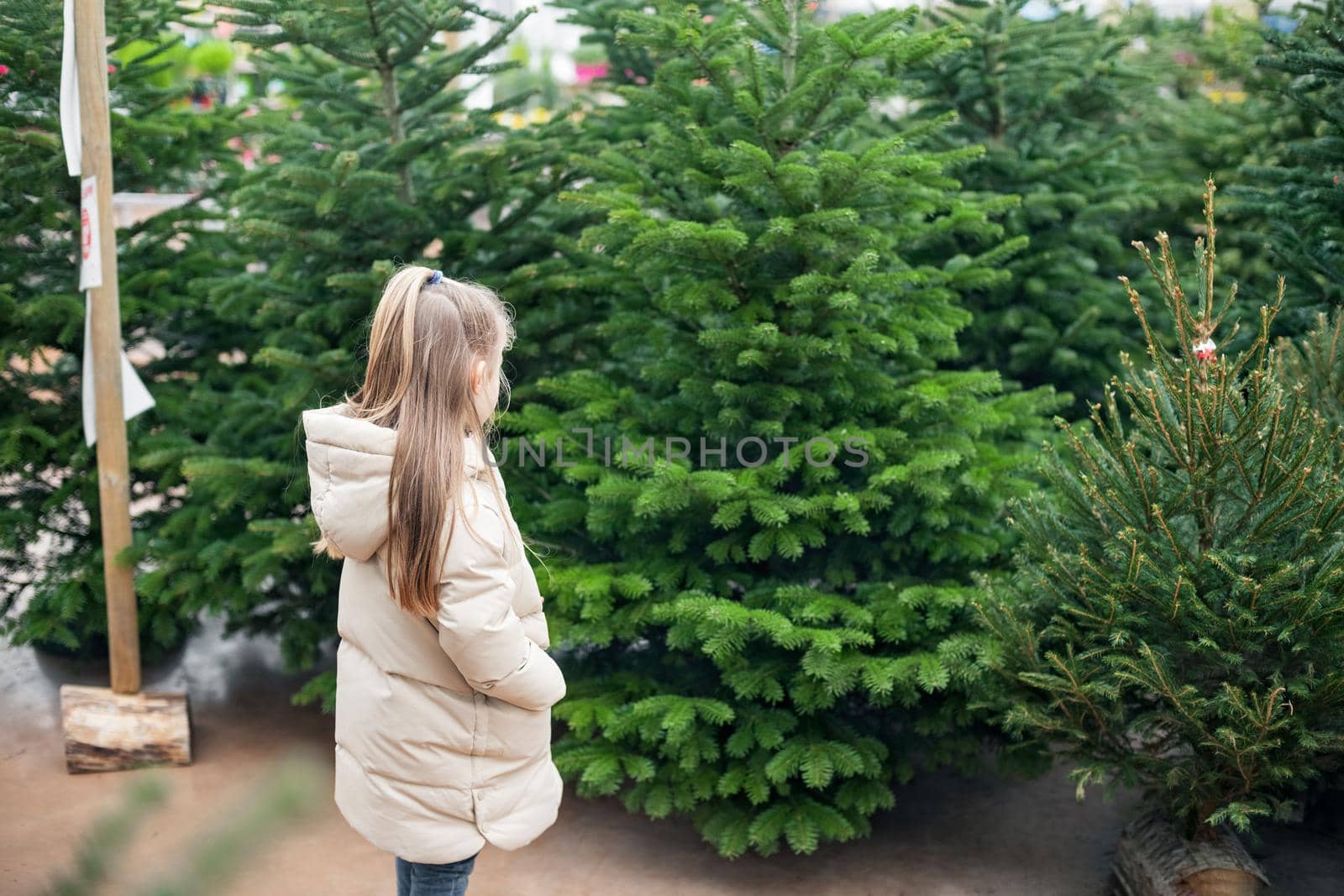 Small girl chooses a Christmas tree in the shop.