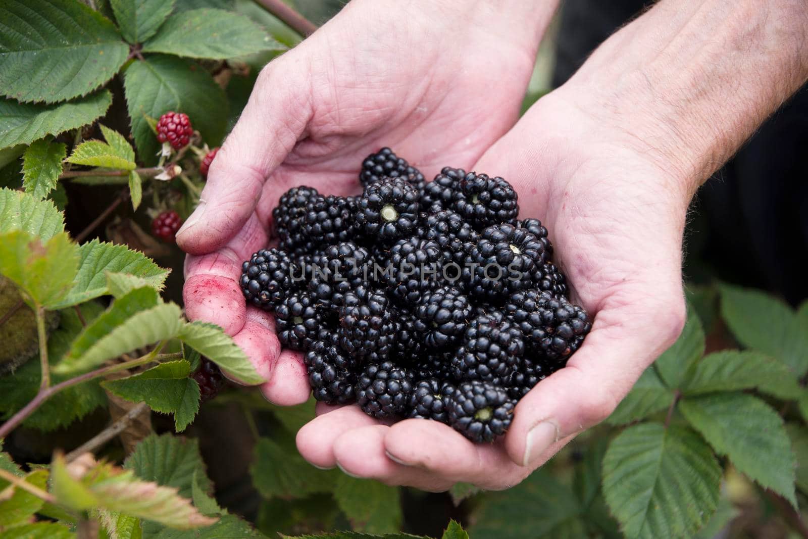 male hands holding a full handful of fresh blackberries, picking berries, fruits by KaterinaDalemans