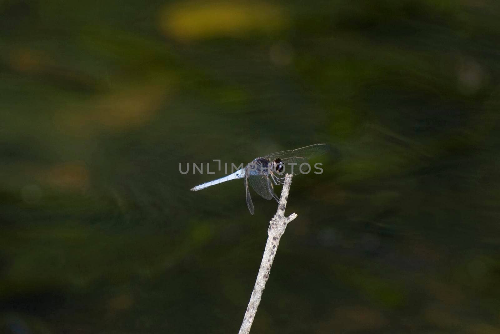 Darter dragonfly, an insectivorous predator, perched on a twig with shallow dof and copyspace