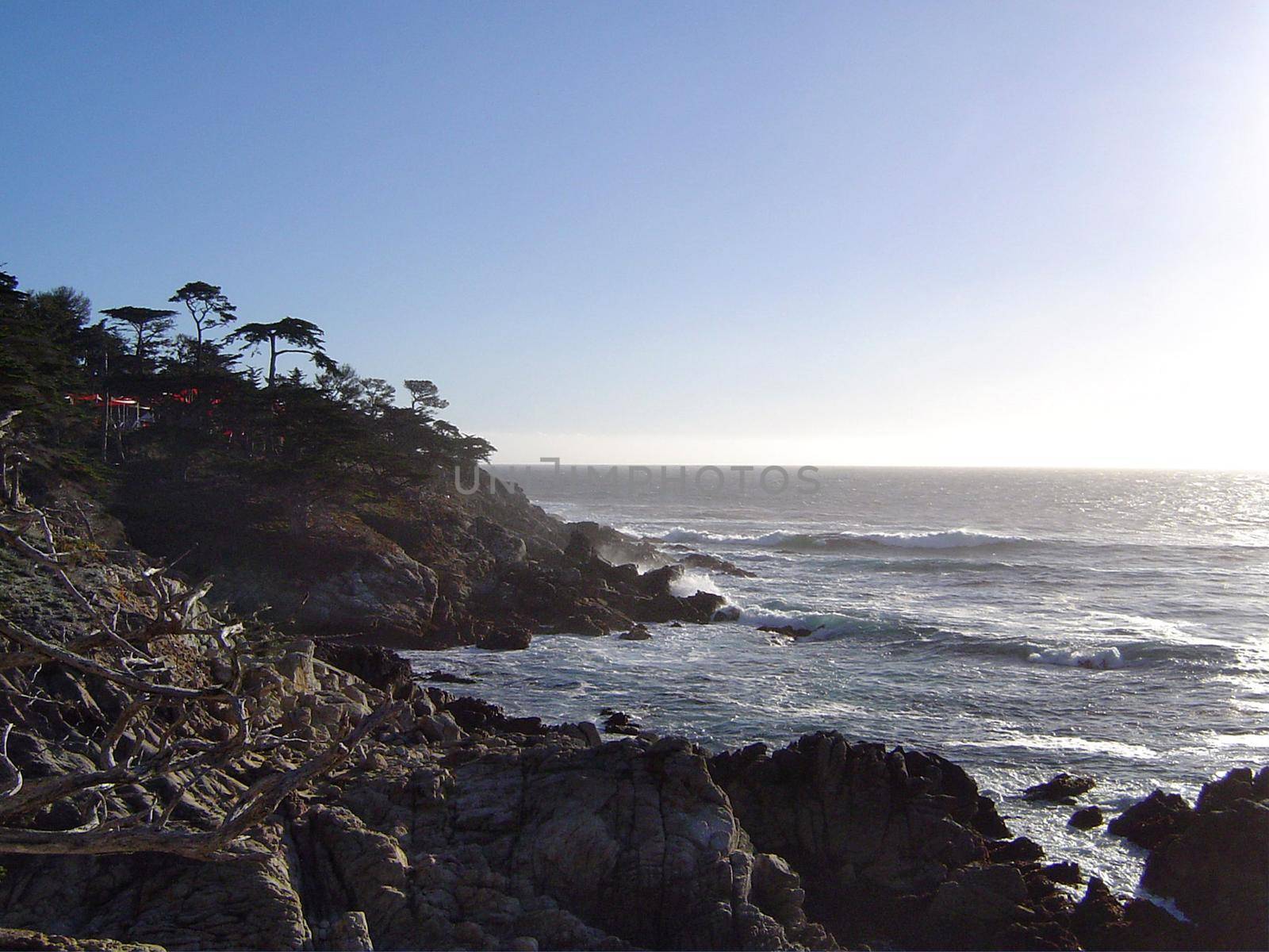 trees on the monterey coast, california, usa