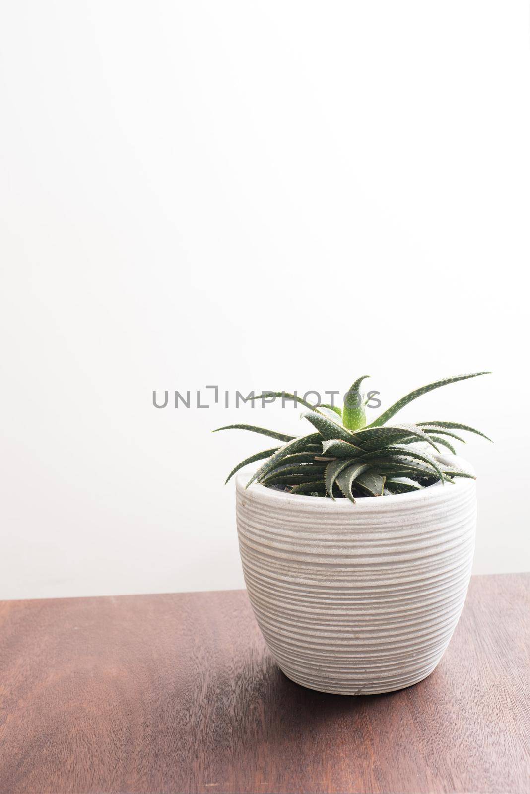 Potted ornamental aloe plant in a ribbed flowerpot standing on a table indoors with copy space on the white wall