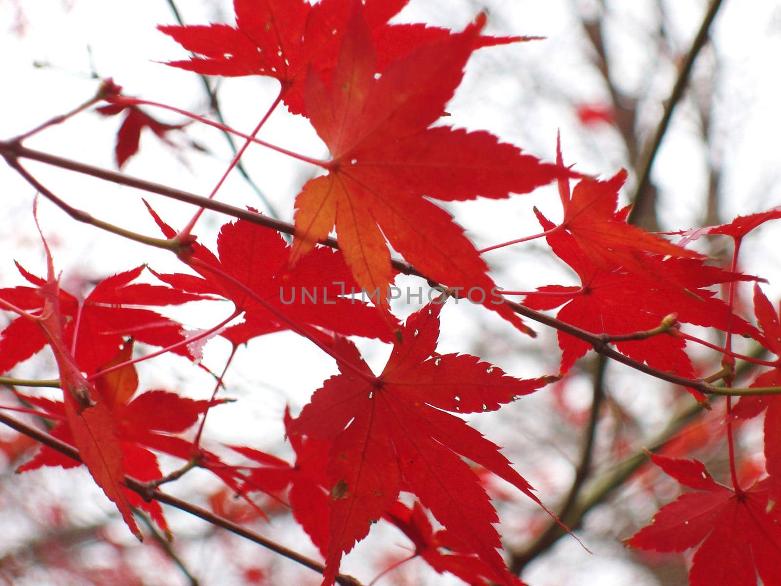 colourful red leaves, representative of autumn