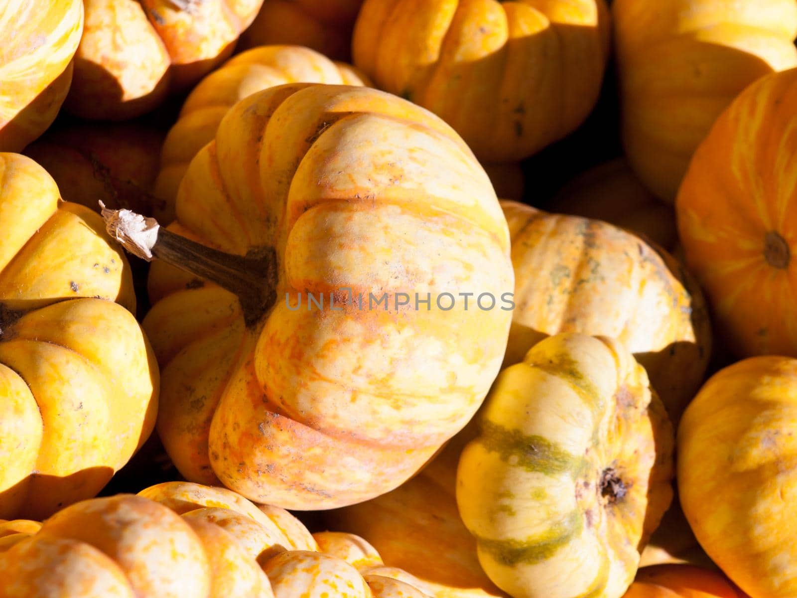 Ripe Pumpkins by arinahabich