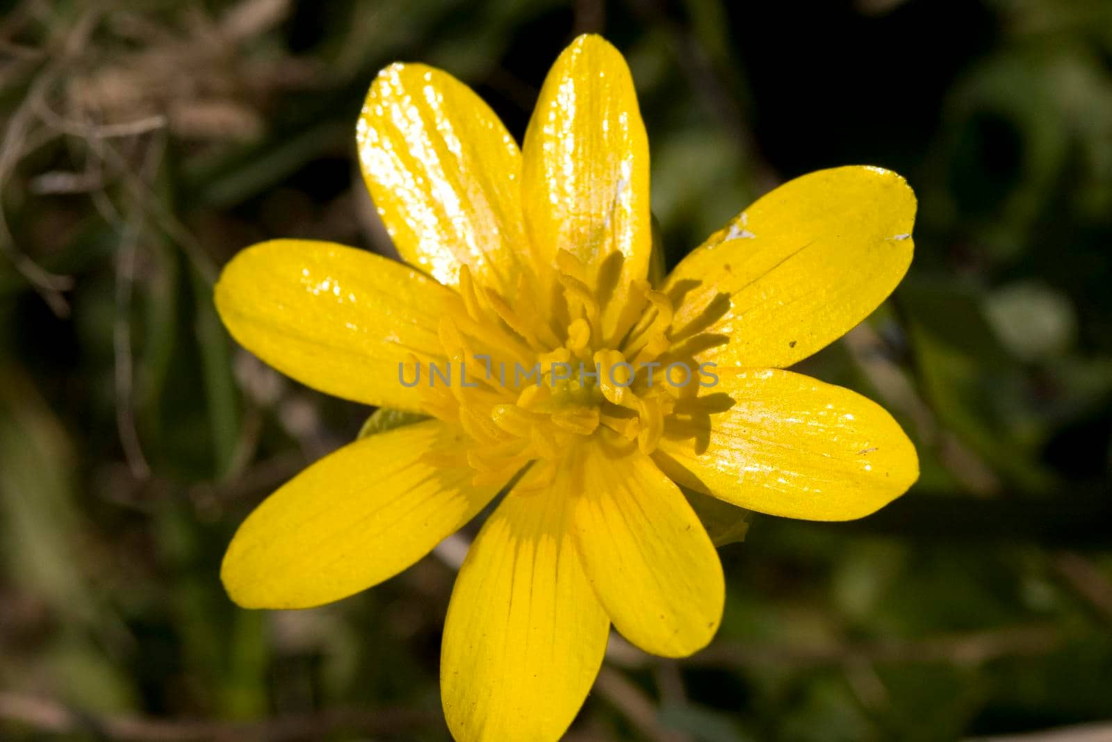 a bright yellow buttercup flower