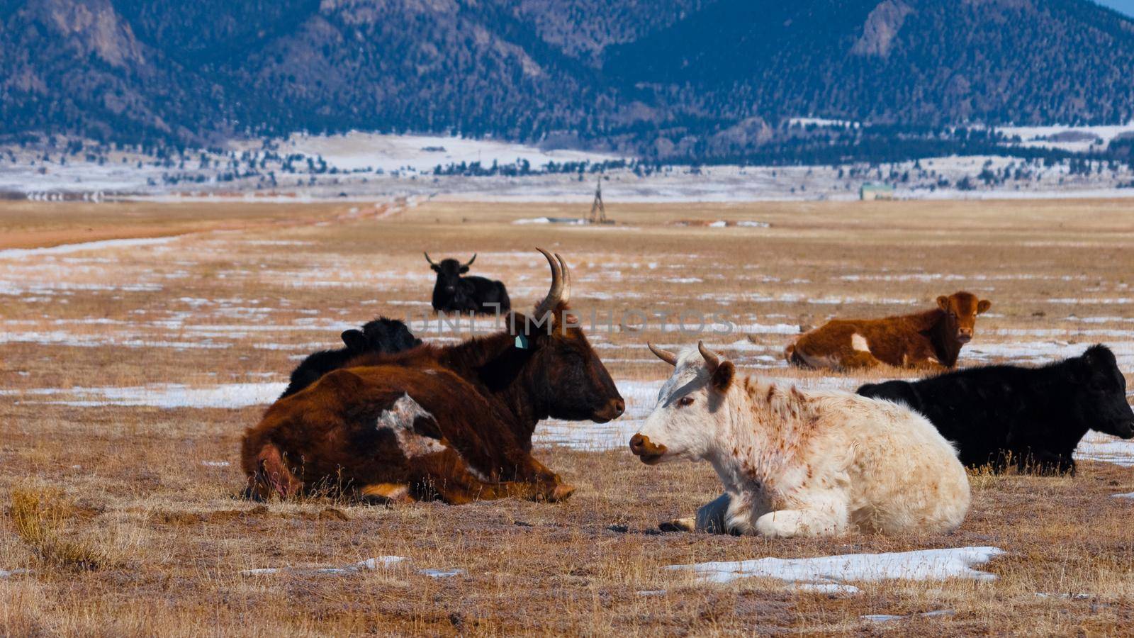 Cows on open range farm.