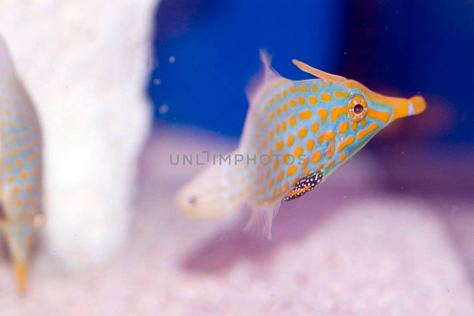 colourful saltwater tropical fish