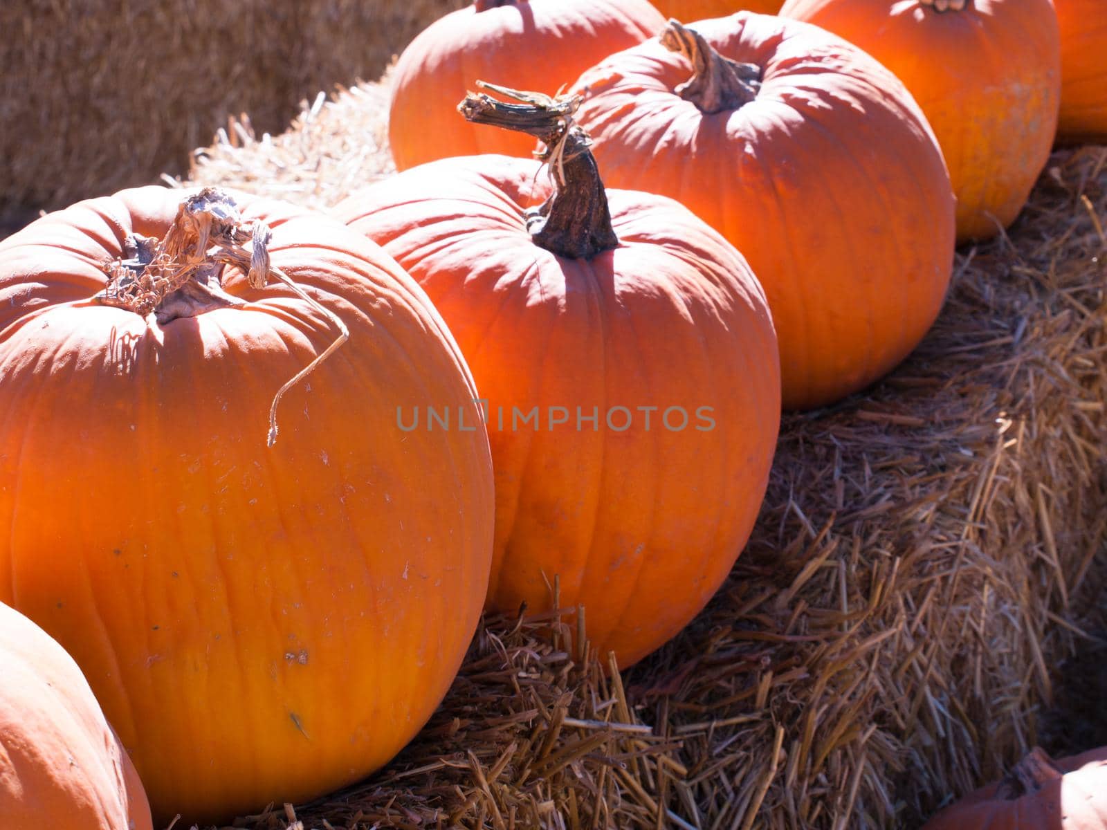 Pumpkins sitting on a bail of straw.