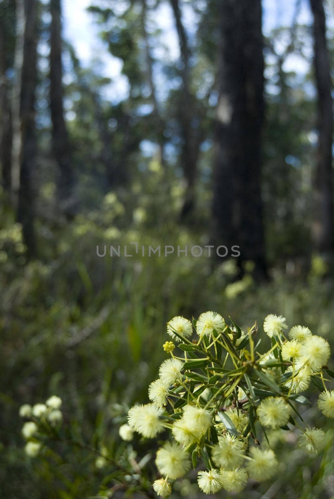 yellow flowers of a wattle growing in a trasmanian woodland