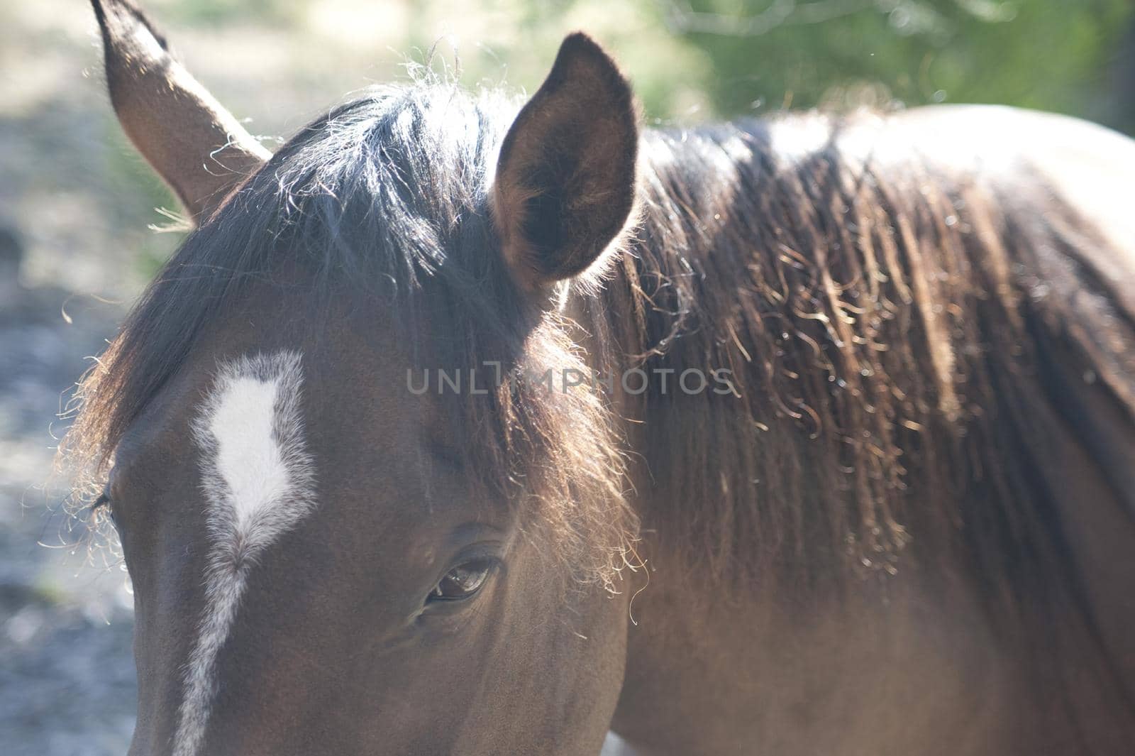 Closeup of a horse's head with pricked ears and focus to the eye outdoors in sunlight