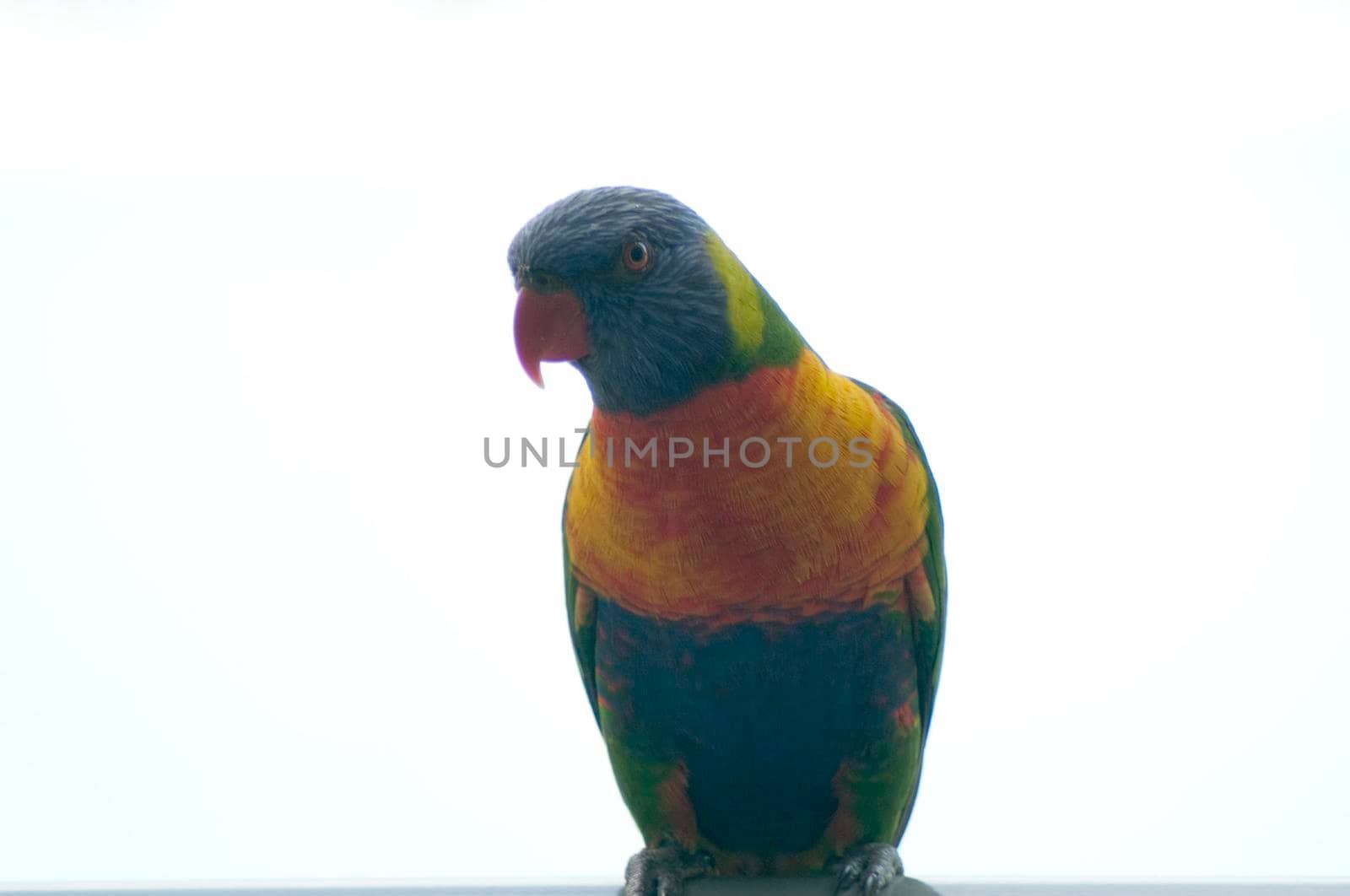 Multicoloured rainbow lorikeet, a small parrot from Australia with a brush-like tongue adapted to eating nectar, sitting on a perch