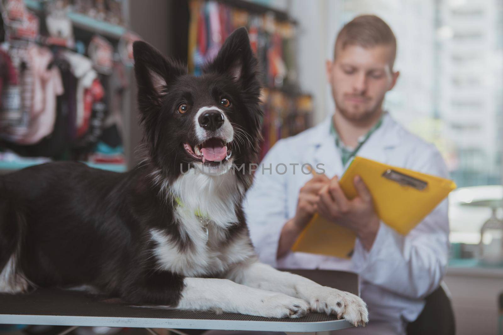 Healthy happy beautiful dog lying on examination table at vet office, copy space. Adorable canine sticking out its tongue, professional veterinarian writing notes on clipboard on the back