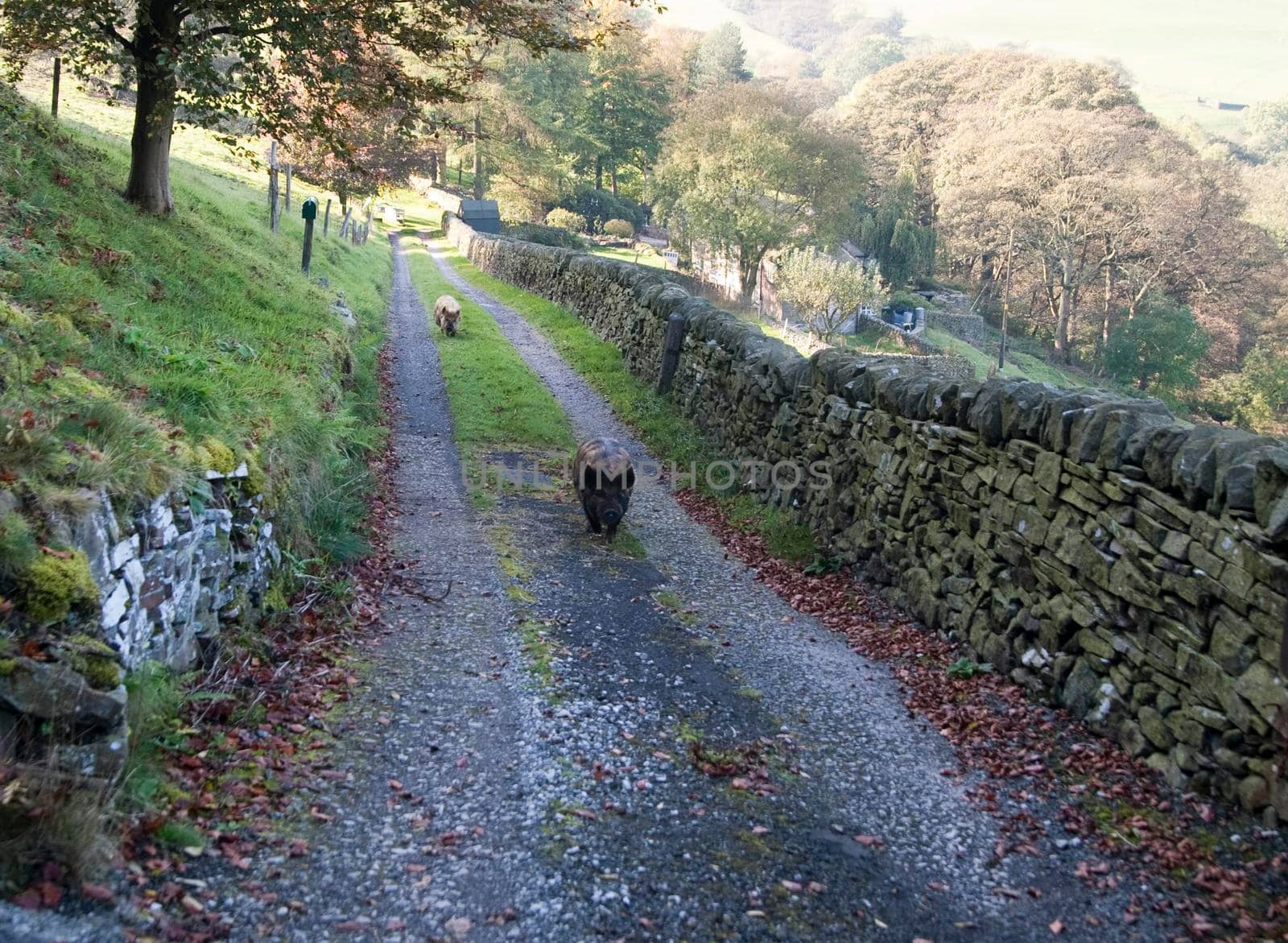 two pigs on a farm track