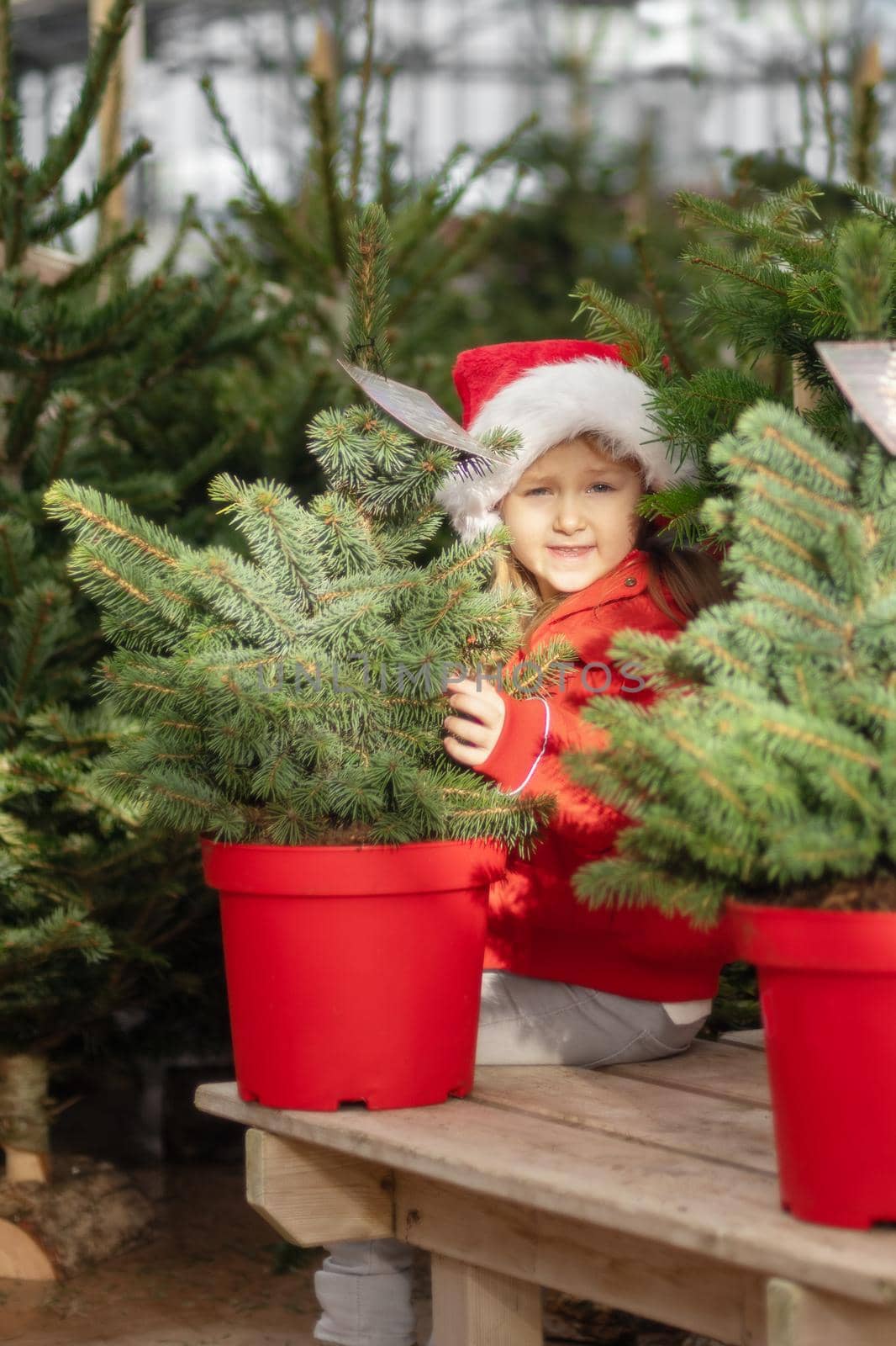 Small girl of four years old chooses a Christmas tree in the market.