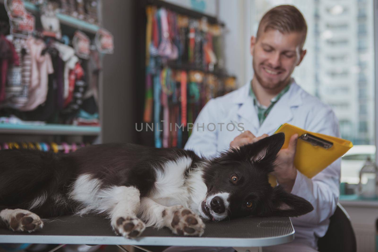 Funny adorable dog lying on examination table at veterinary clinic, handsome vet doctor filling medical papers on the background. Cute dog playing dead after medical checkup by professional vet, copy space