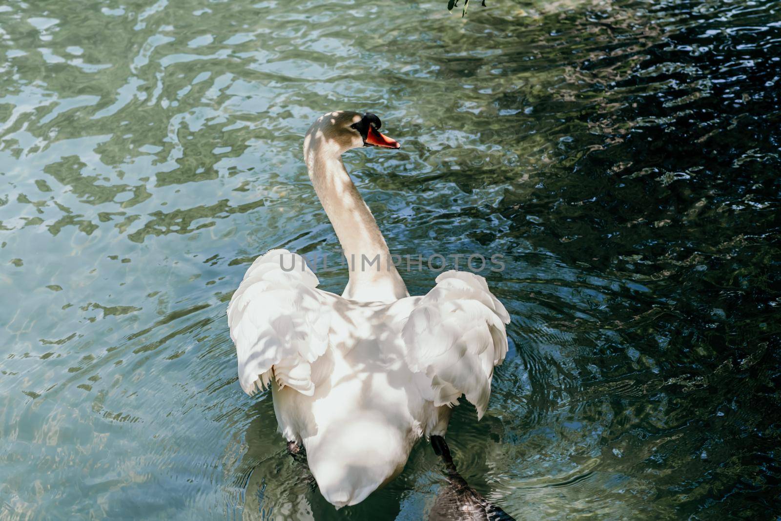 swan on blue lake water in sunny day, swans on pond, nature series. by Matiunina