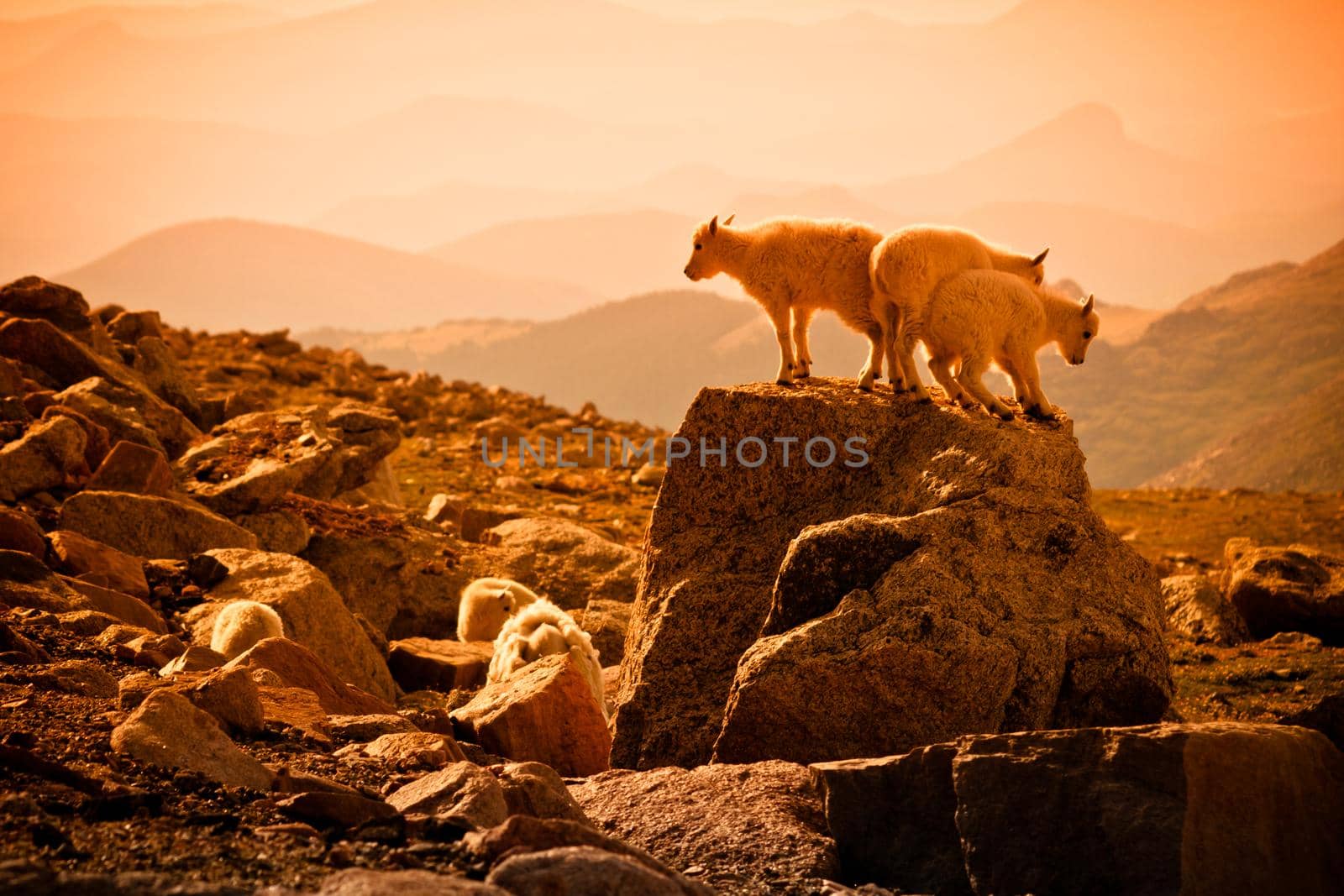 baby mountain goats by arinahabich