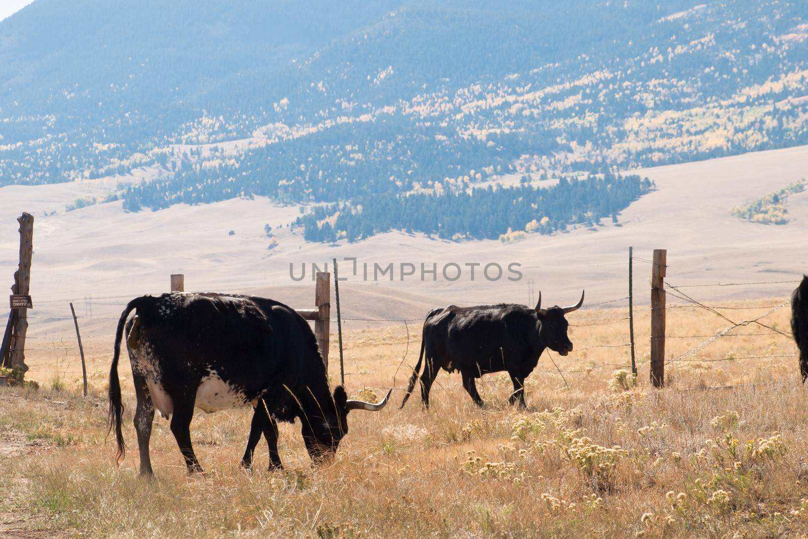 Small group of domestic cattle walking across the grassy field in Colorado.