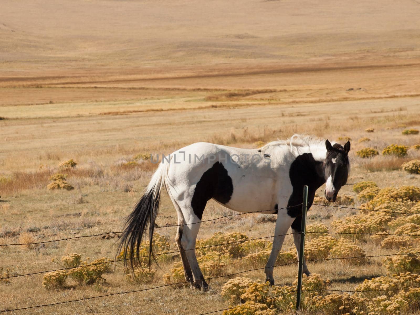 Horses grazing in the field.