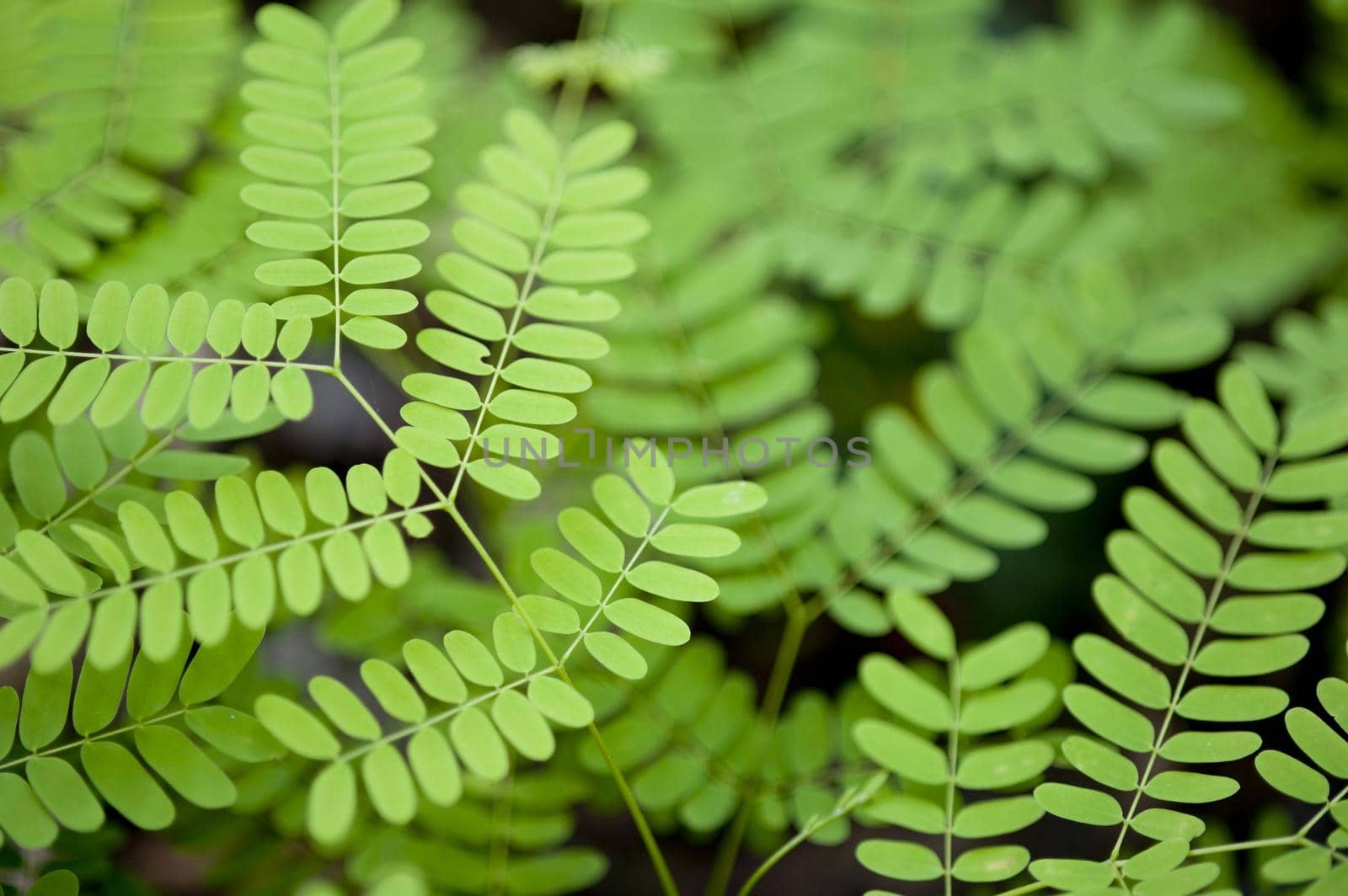 Small delicate opposite green leaves botanical background from an acacia or wattle tree