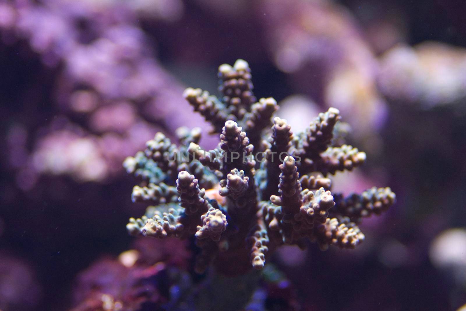 hard corals in a tropical saltwater aquarium