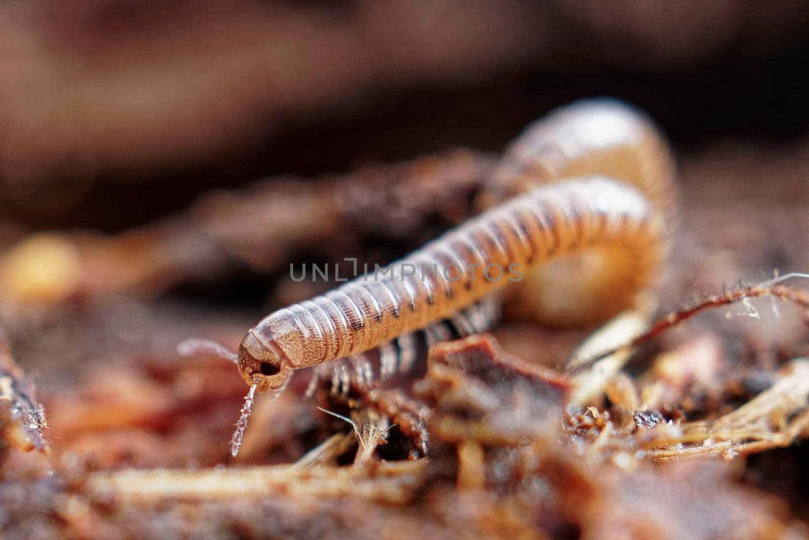 A insect moves along the forest floor.