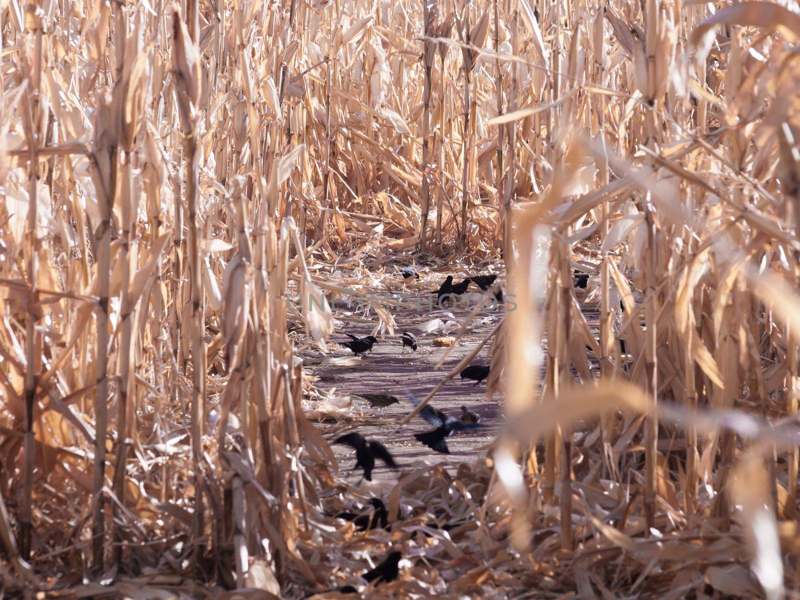 Crows eating in corn field in autumn.