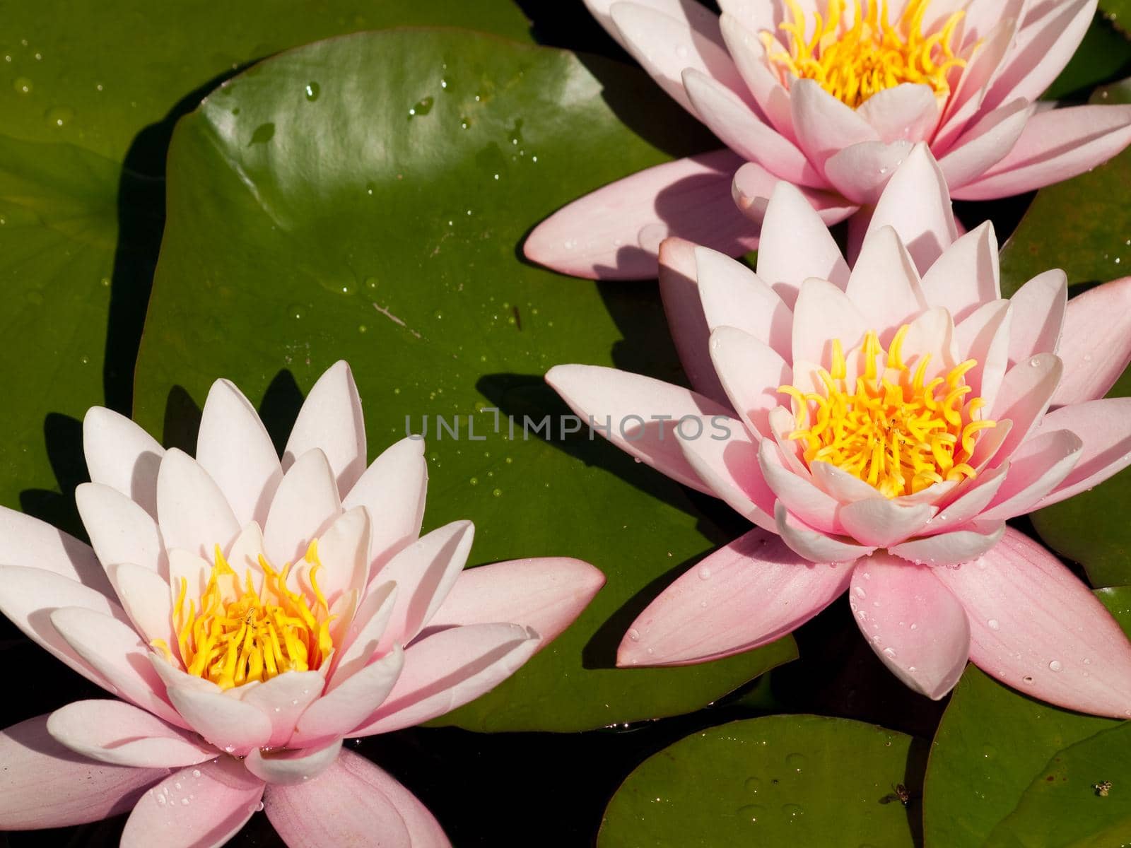 Water-lily by arinahabich