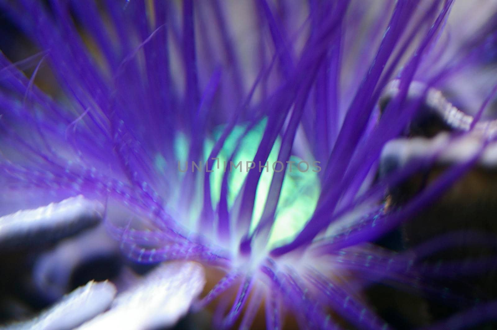 amazing colours of a sea anemone (1)