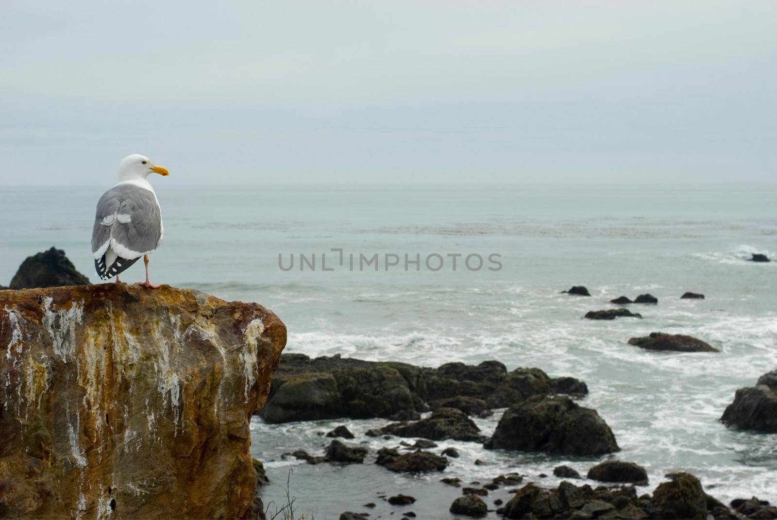 a seagull looking out to the pacific ocean off the california coast