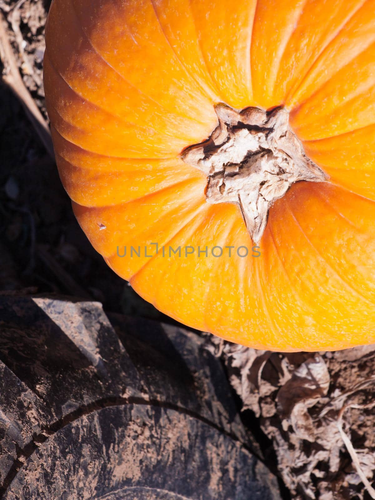 Ripe Pumpkins in a Field by arinahabich