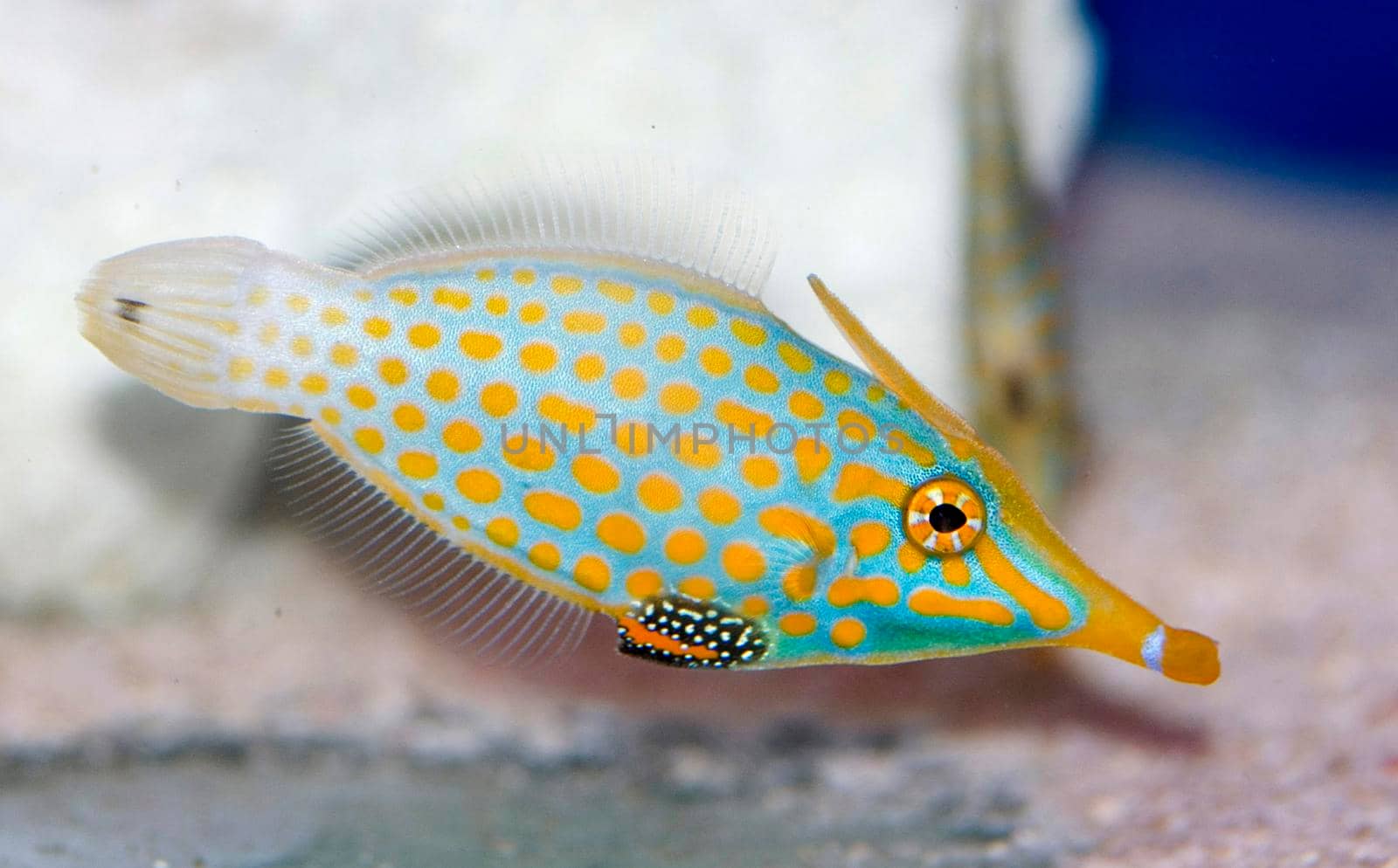 colourful saltwater tropical fish