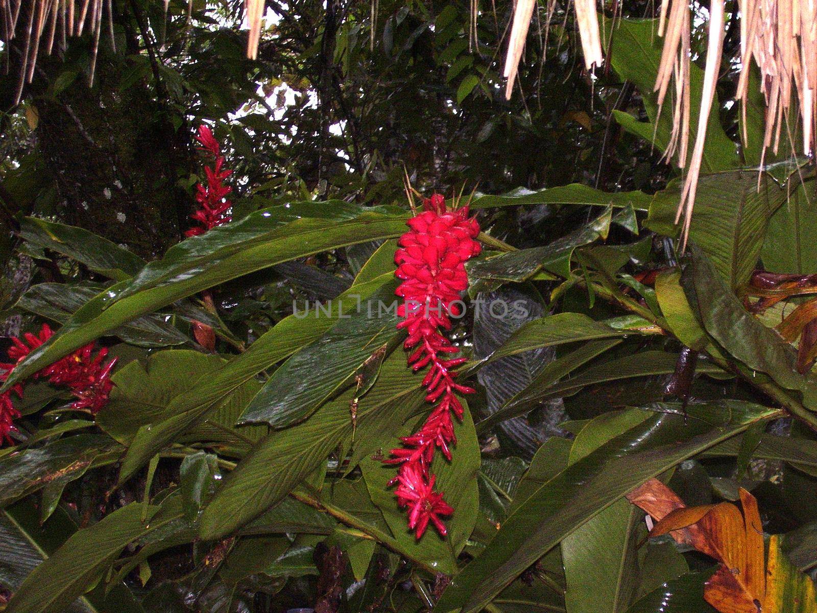 red tropical bloom in the central american rainforest