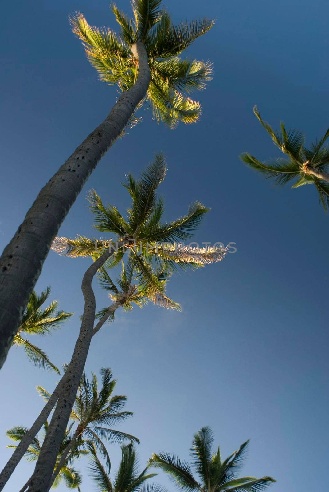 looking up at tall palm trees, Honolulu, Hawaii