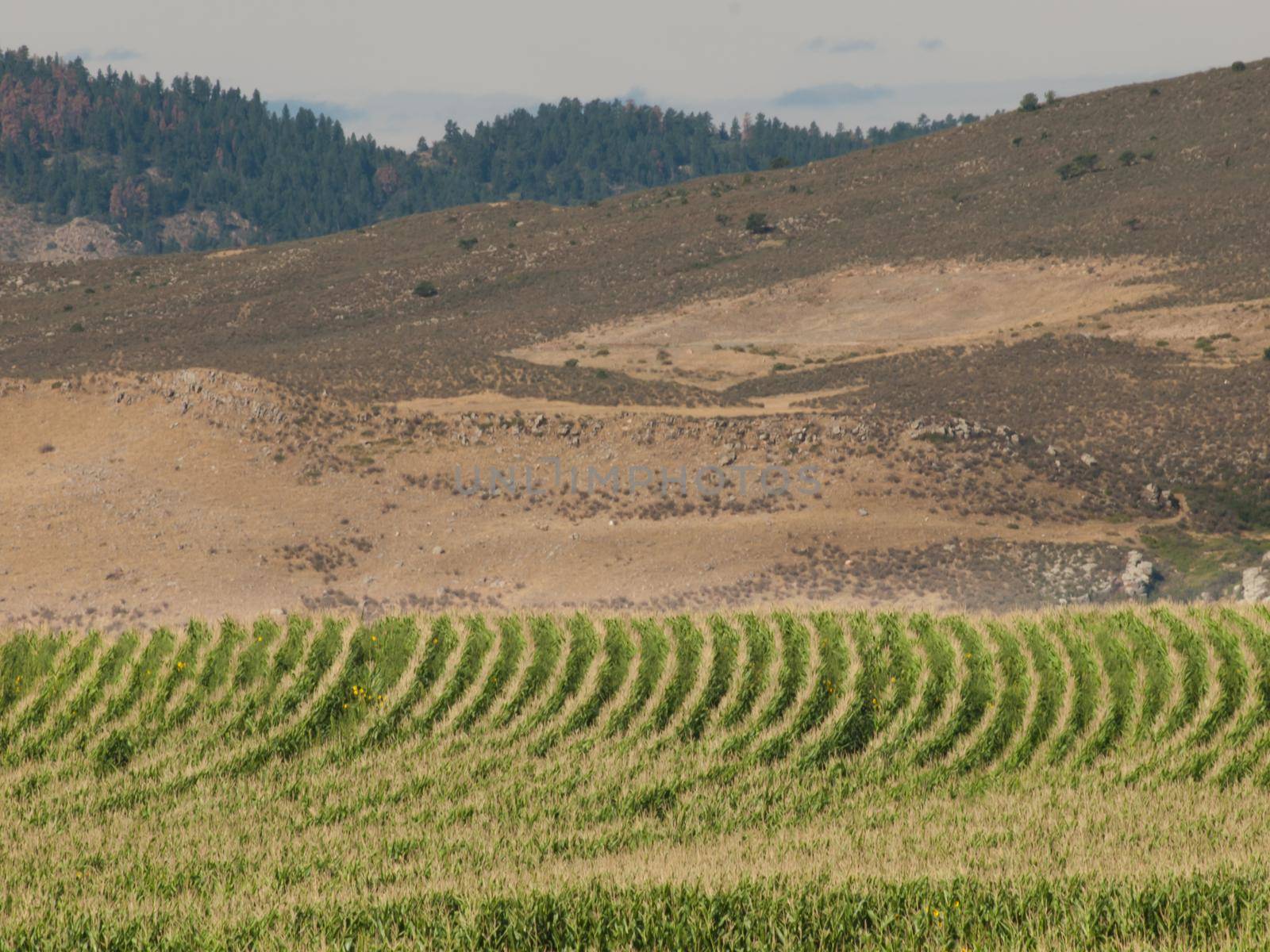 Corn field by arinahabich