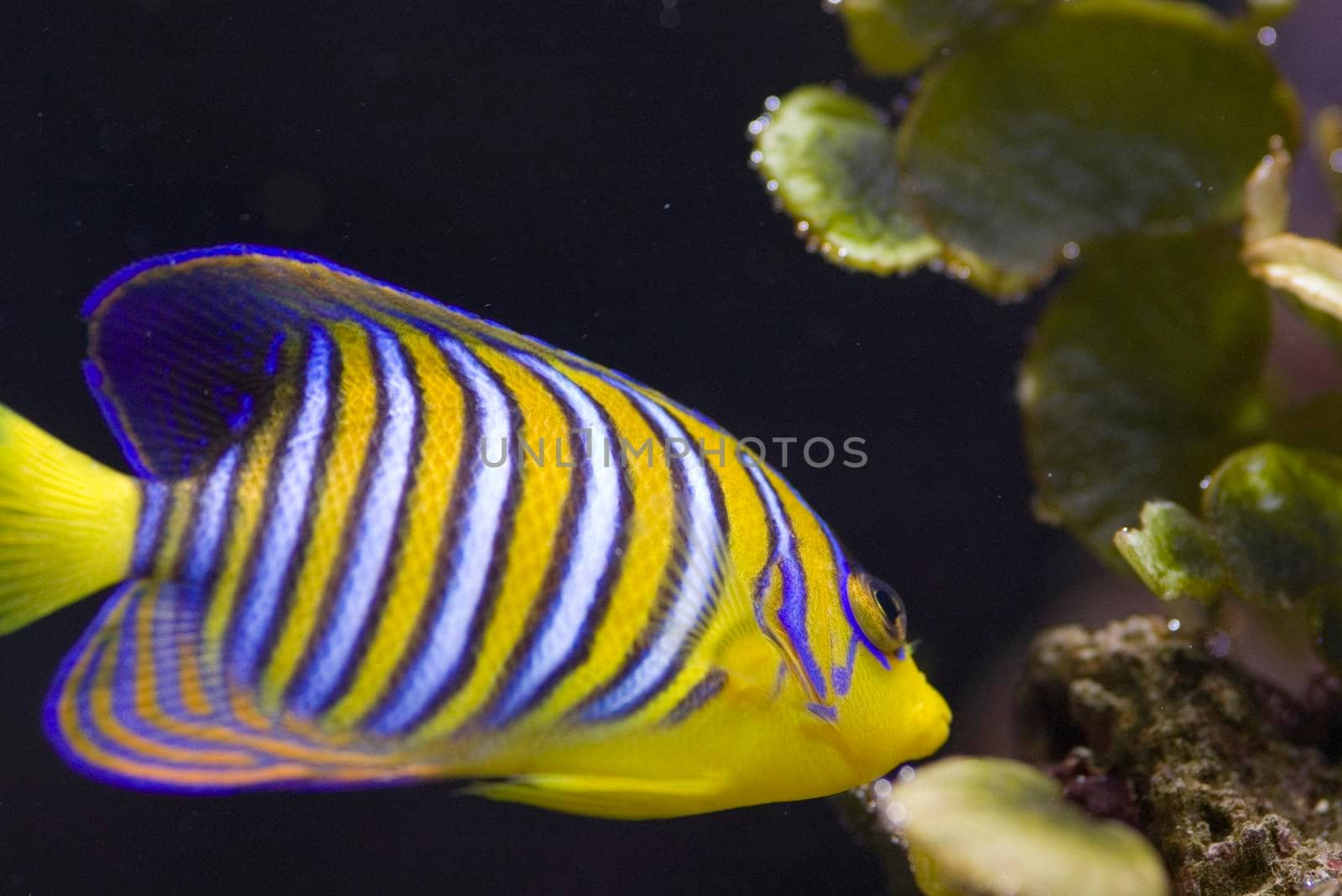 distinctive yellow and blue stripes of a yellow angel fish