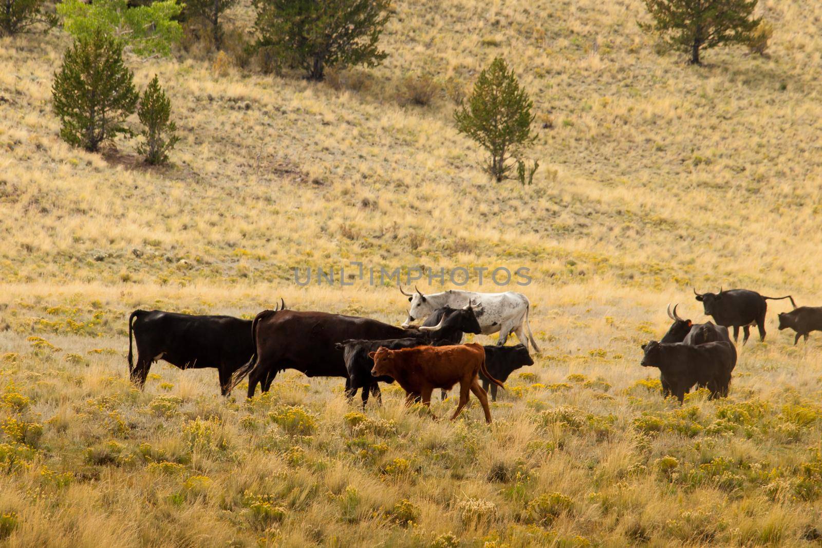 Cattle on the open range in Colorado.