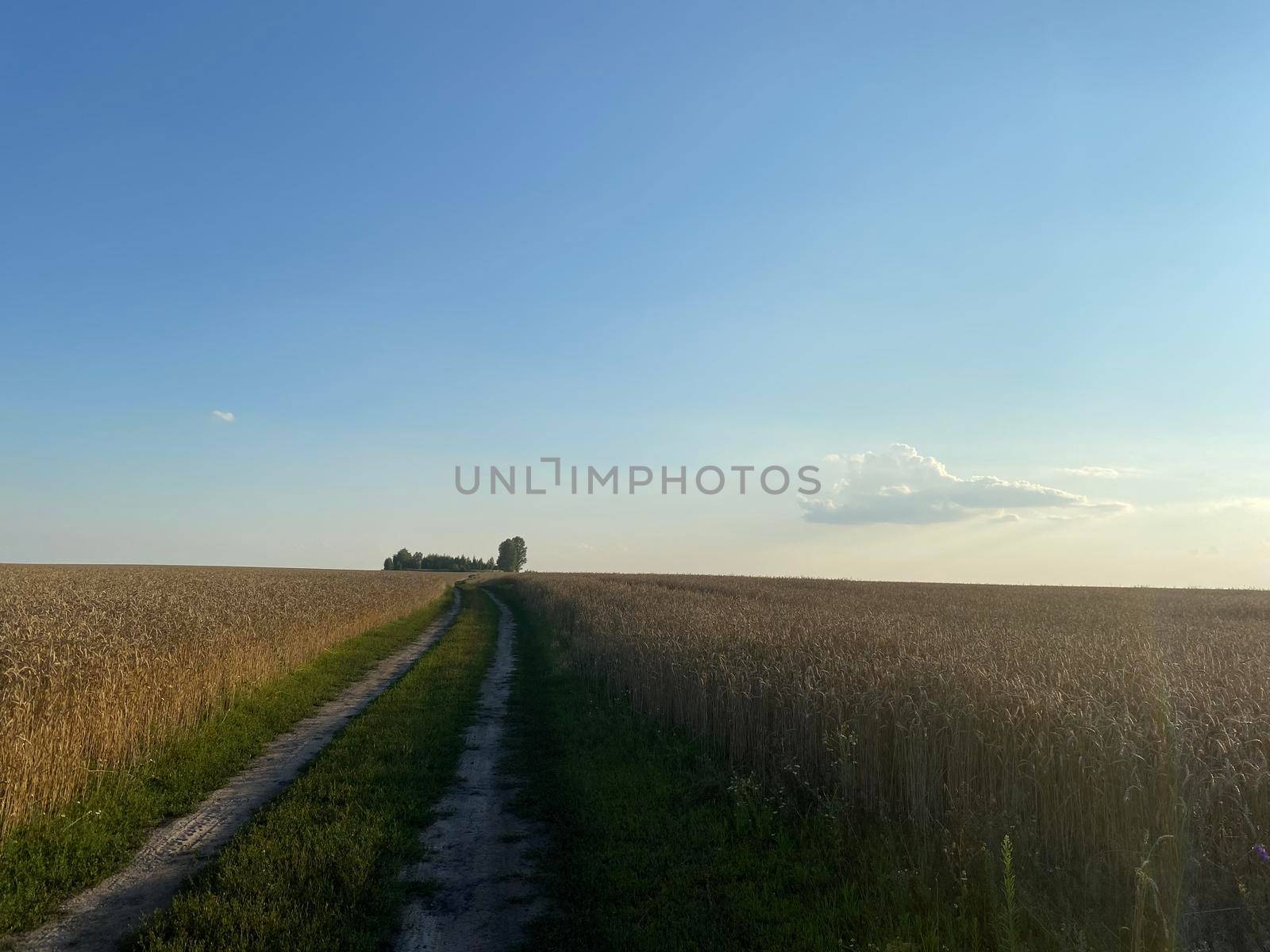 Panoramic view of the golden wheat field in summer. Wheat field on a sunny day. A path in a wheat field
