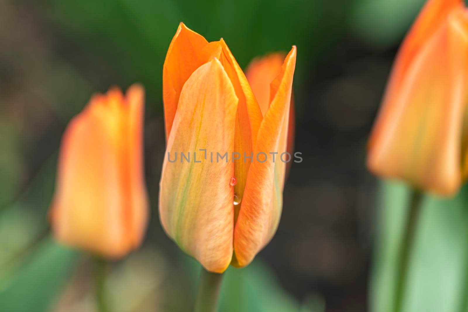 tulips in the garden on a beautiful background close-up by roman112007