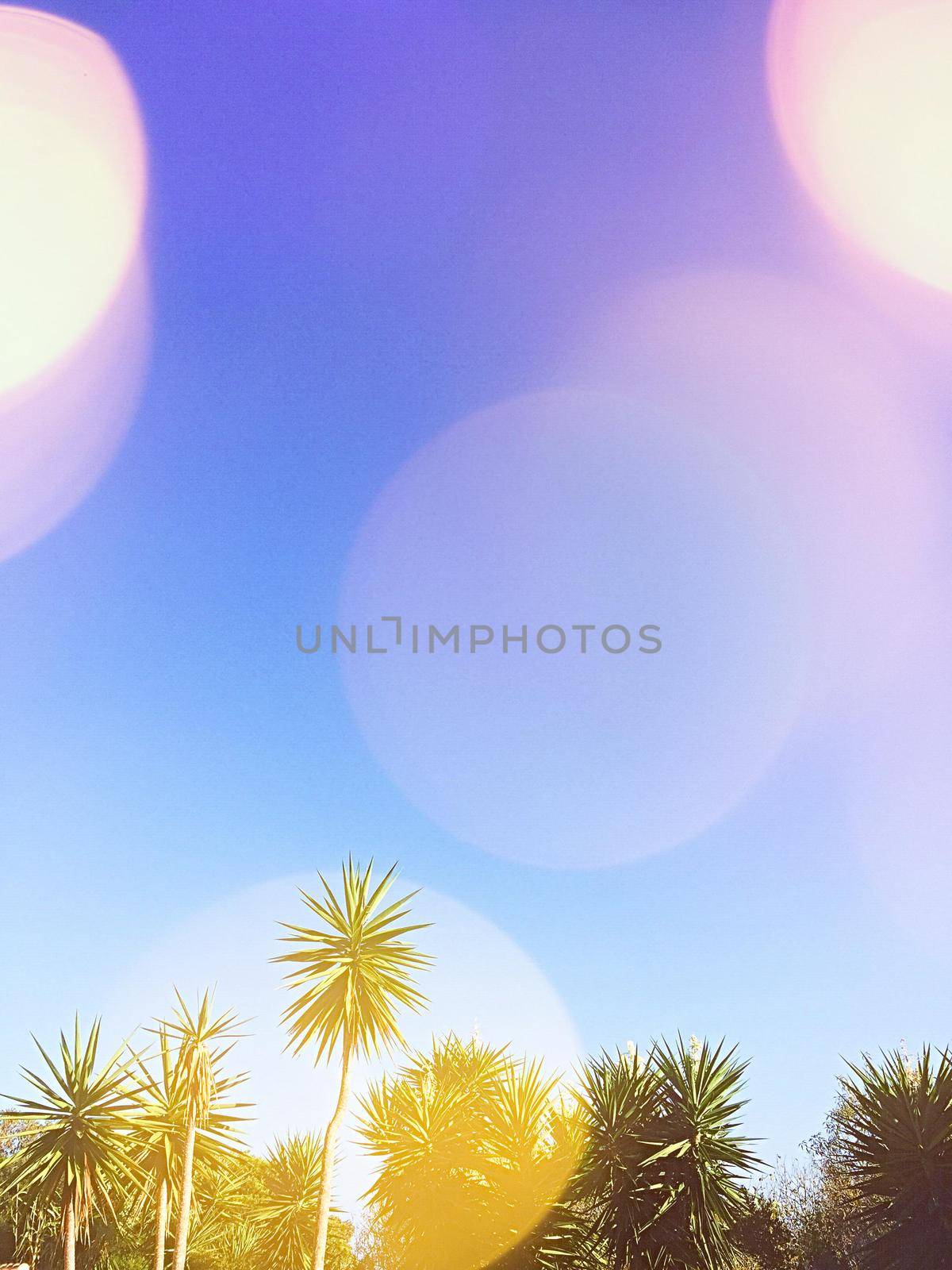 Summer vacation, beautiful nature and travel concept - Tropical palms on the beach in summertime