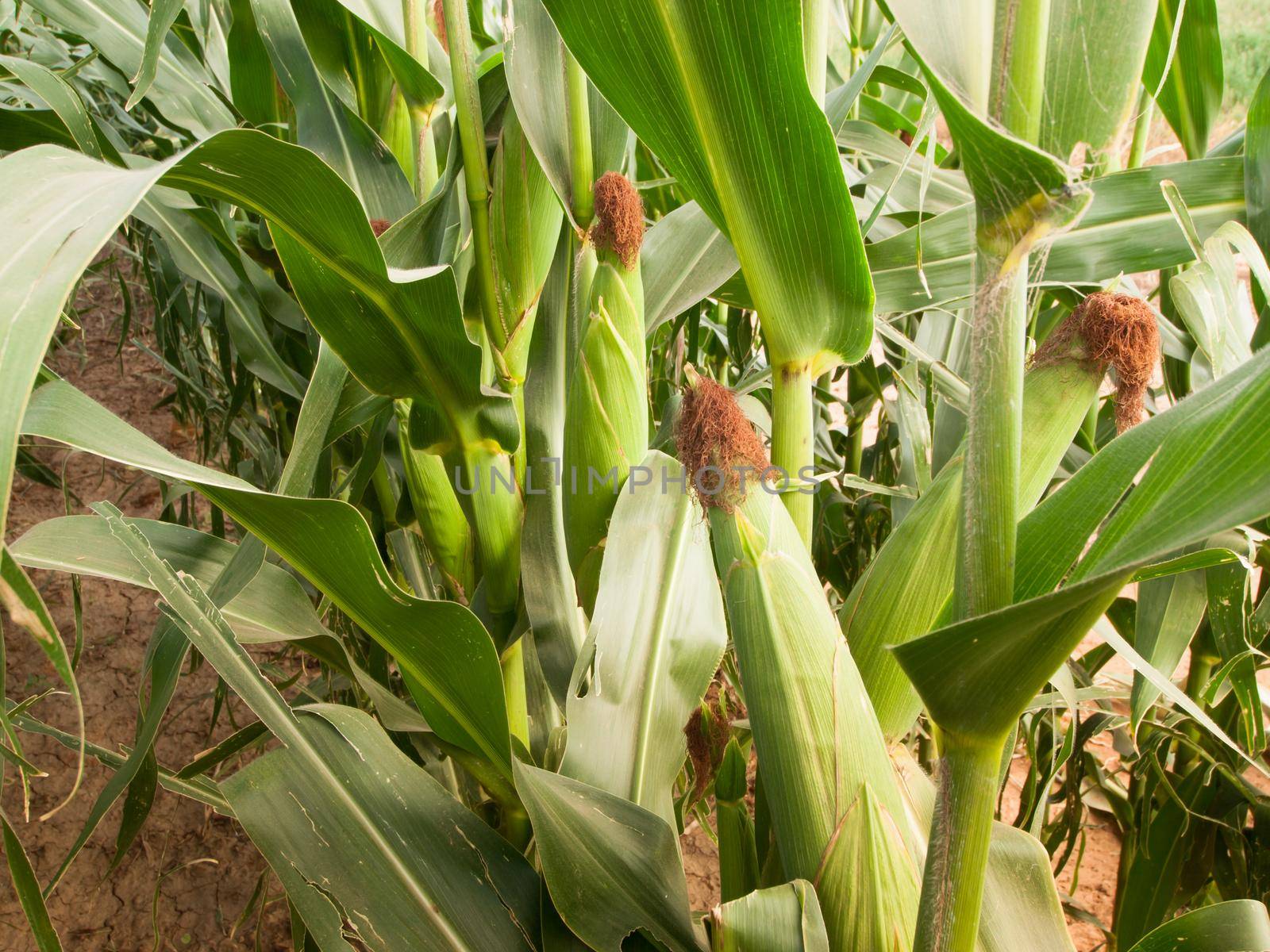 Corn field by arinahabich
